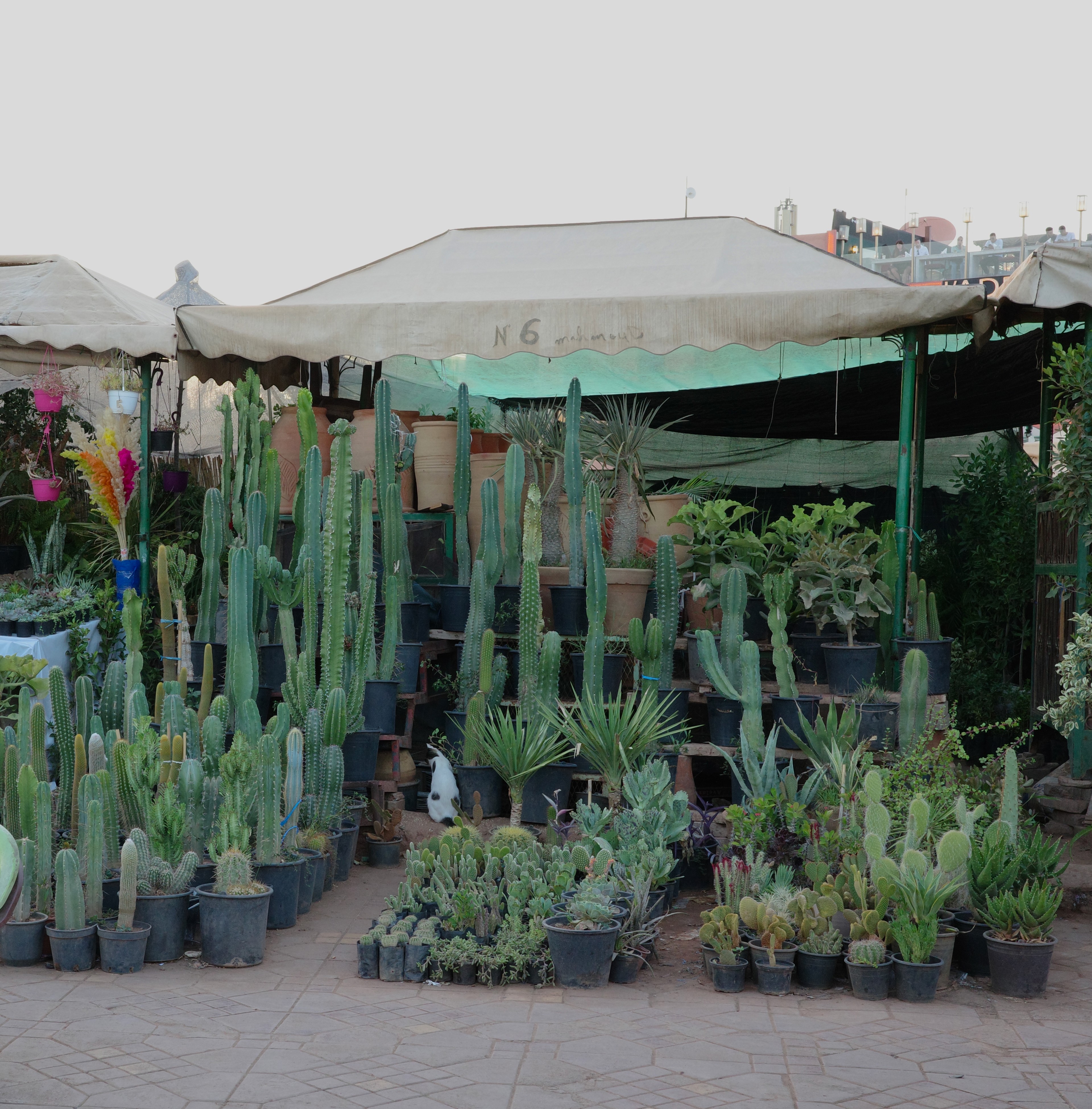 Rows of potted cacti and succulents are displayed for sale beneath a canopy.