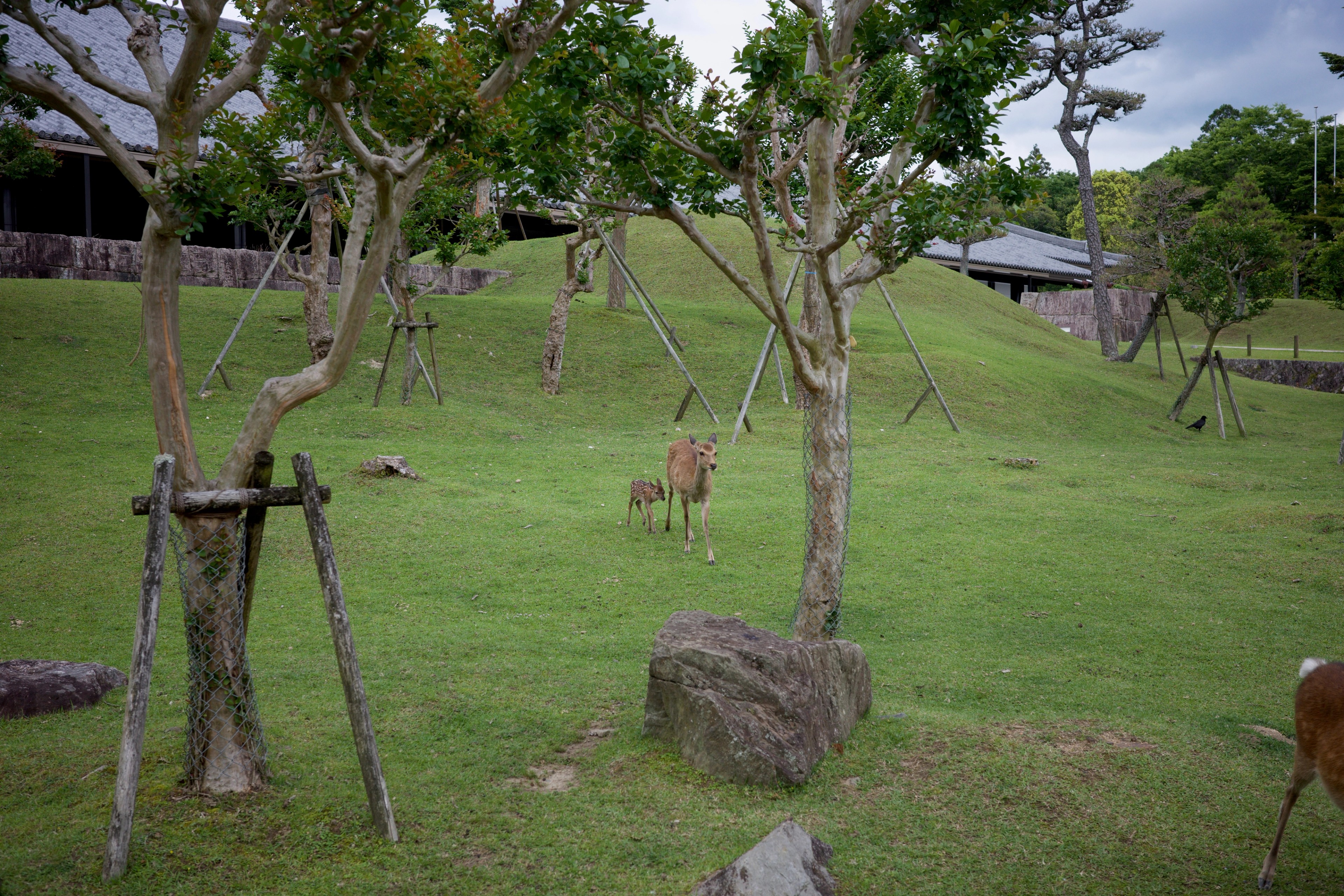 Young trees and open grass in a landscaped park.