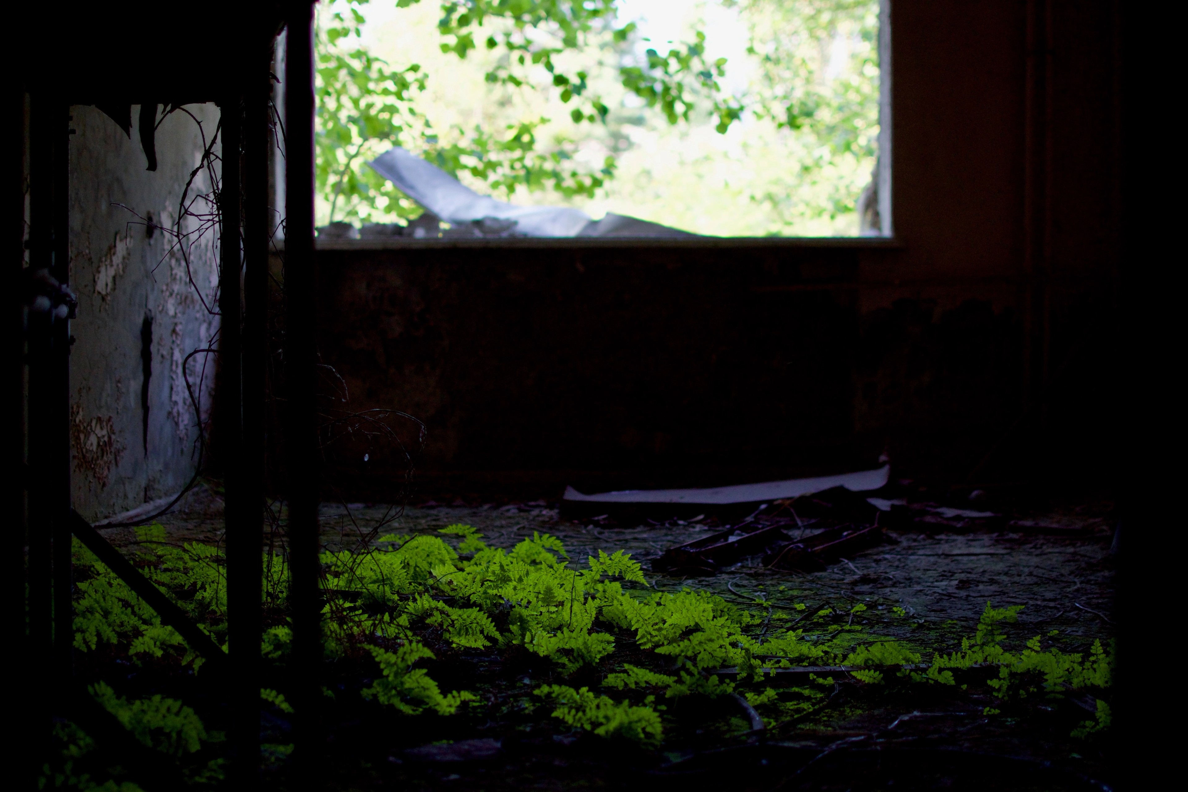 Green plants grow across the floor of a dark room.