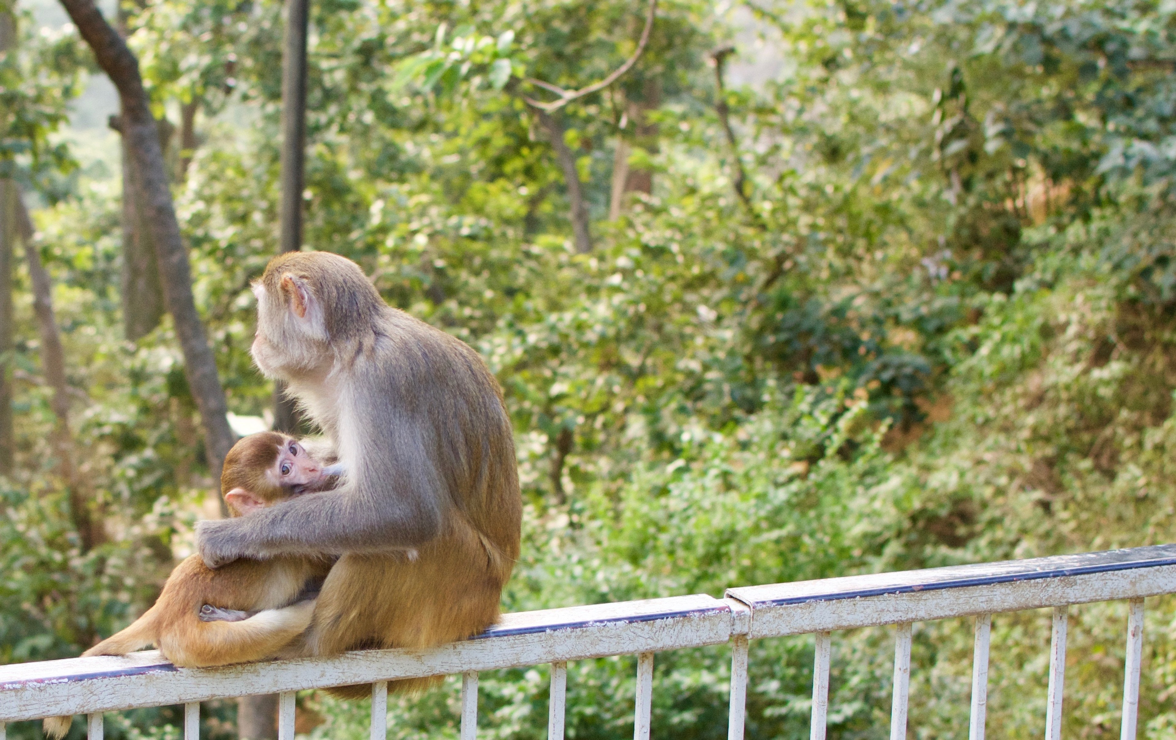 A macaque sits on a metal railing beside a leafy garden.