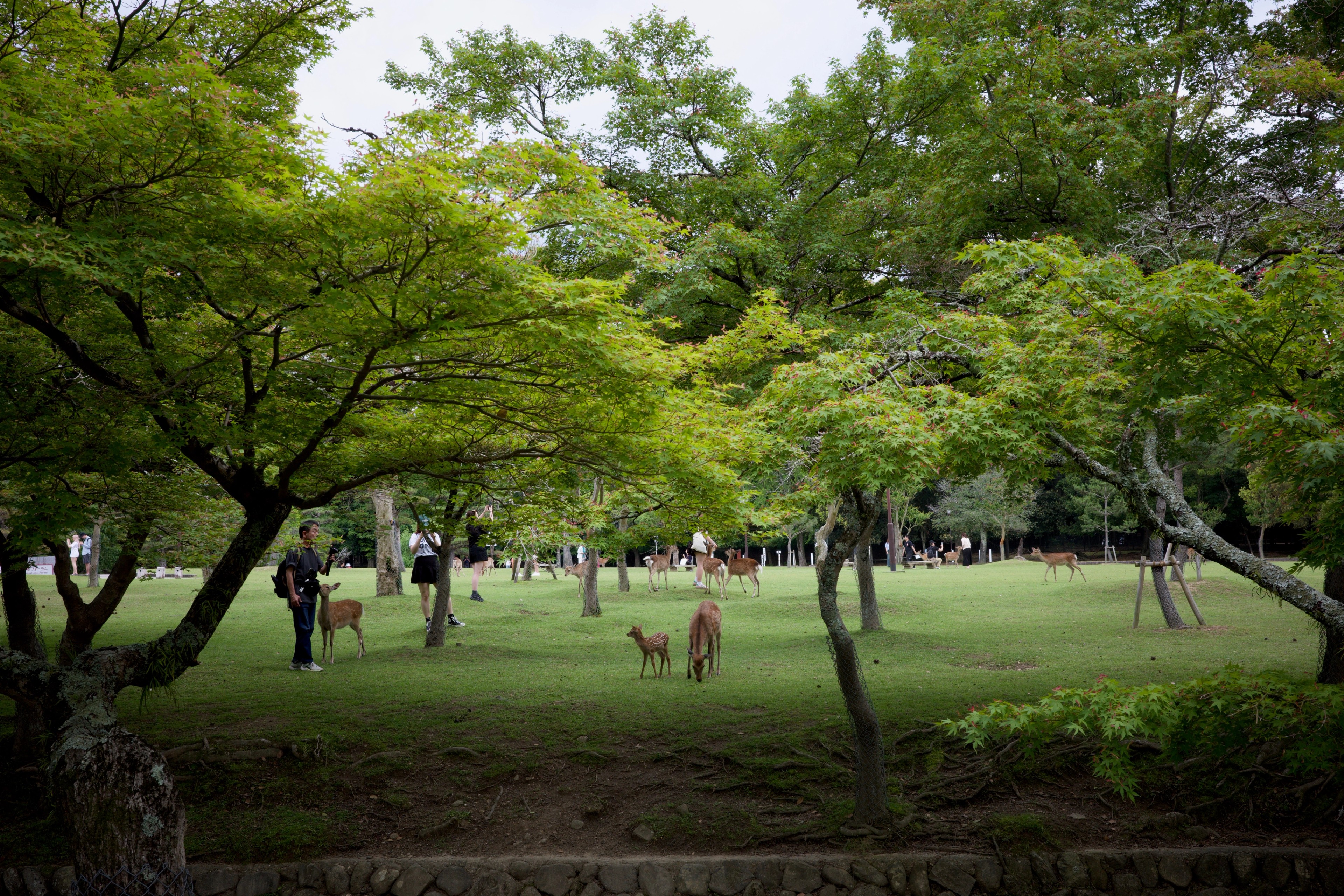 Deer graze beneath trees in a city park.
