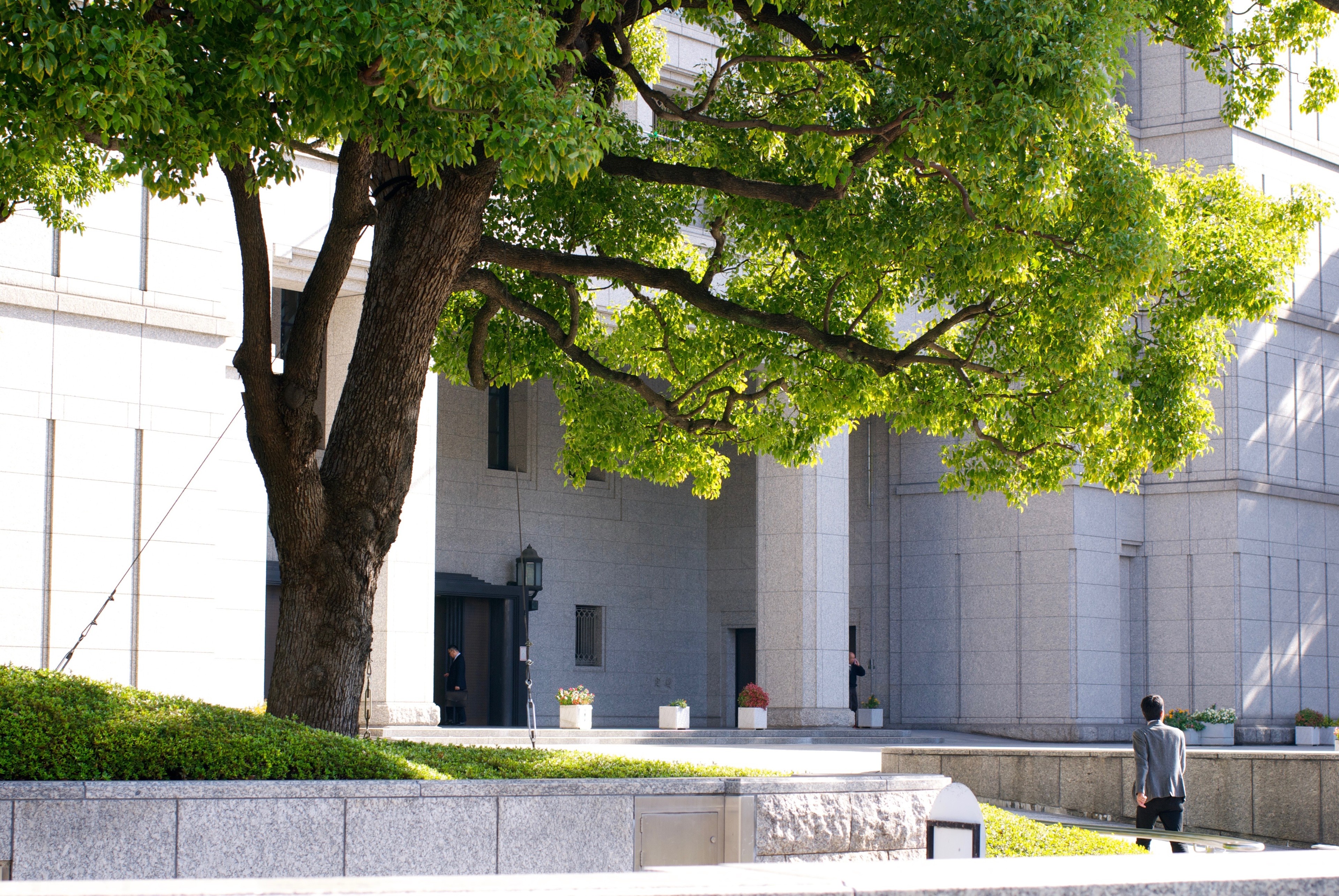 A broad shade tree stands beside a modern building in a paved plaza.