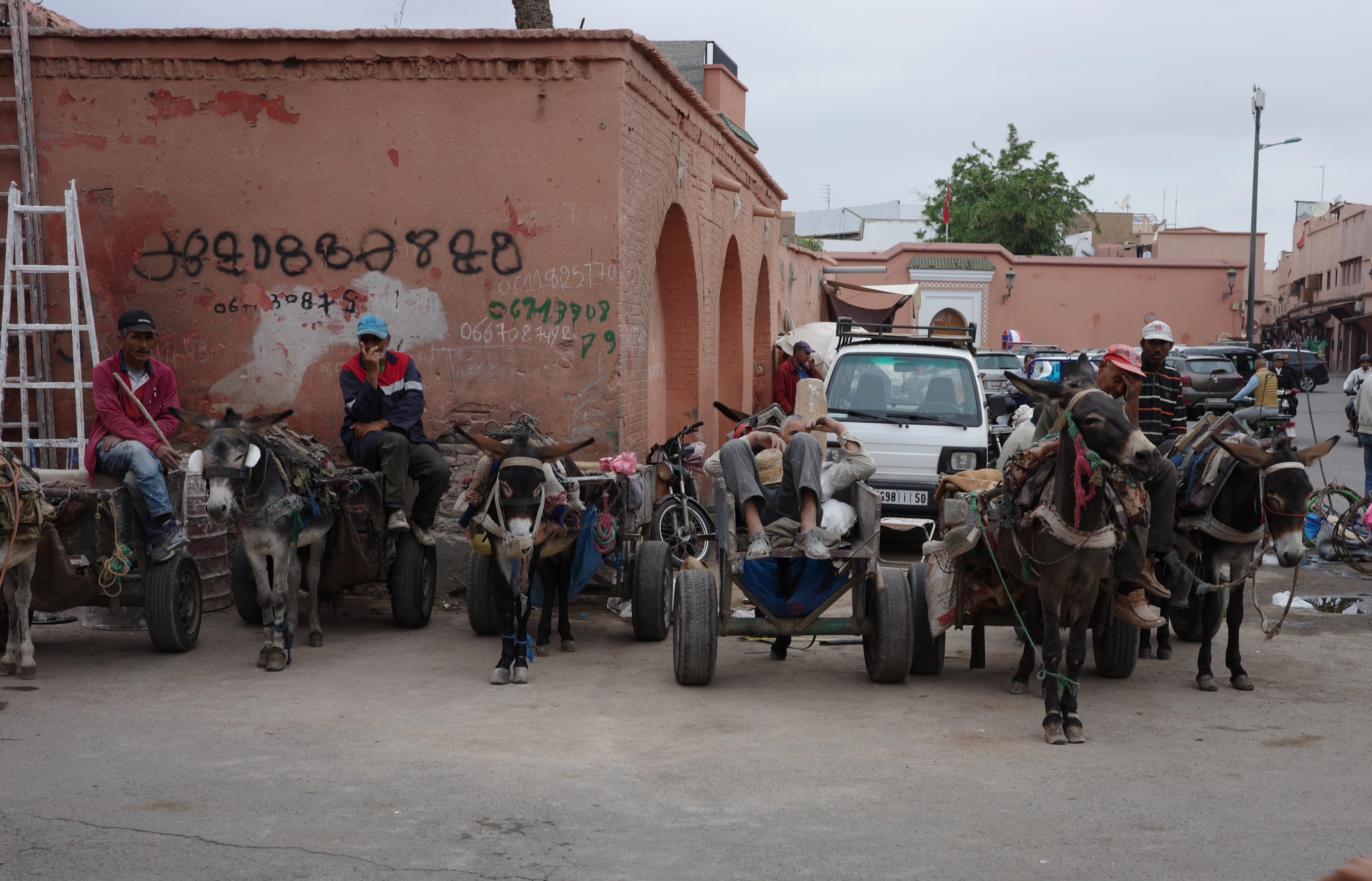 Donkeys and handlers gather in a crowded street beside pink buildings.