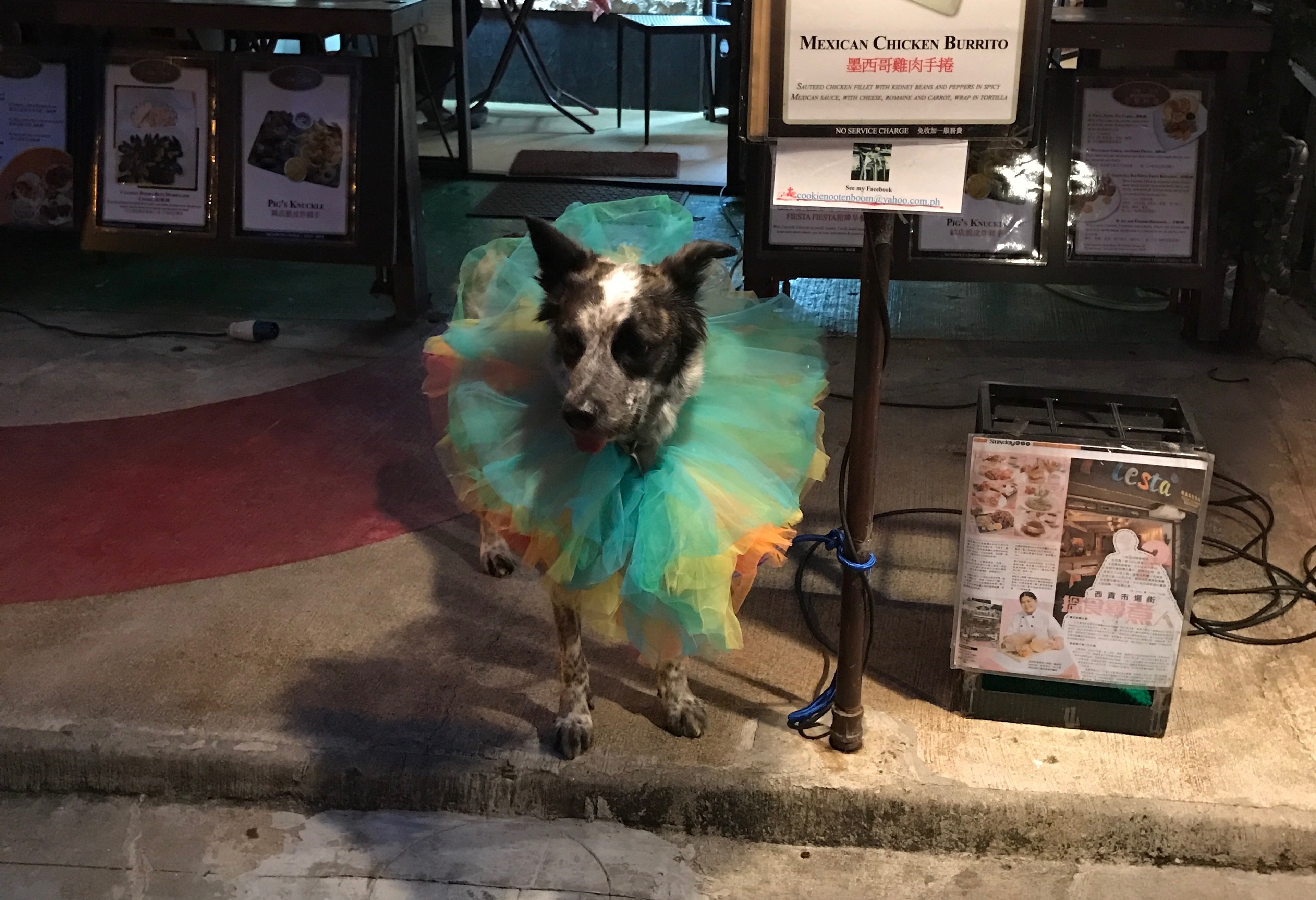 A small dog wears a bright blue and green outfit beside a street stall.