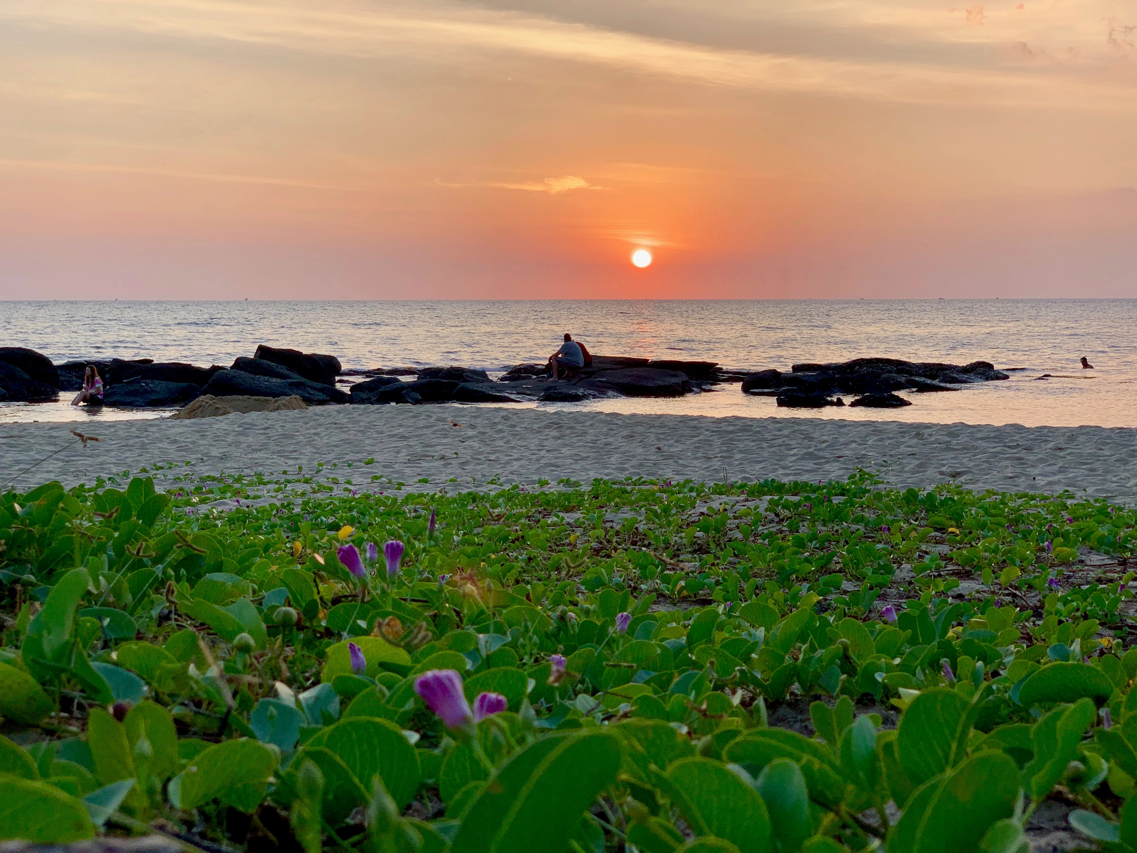 The sun sets over a rocky coast and low green water plants.