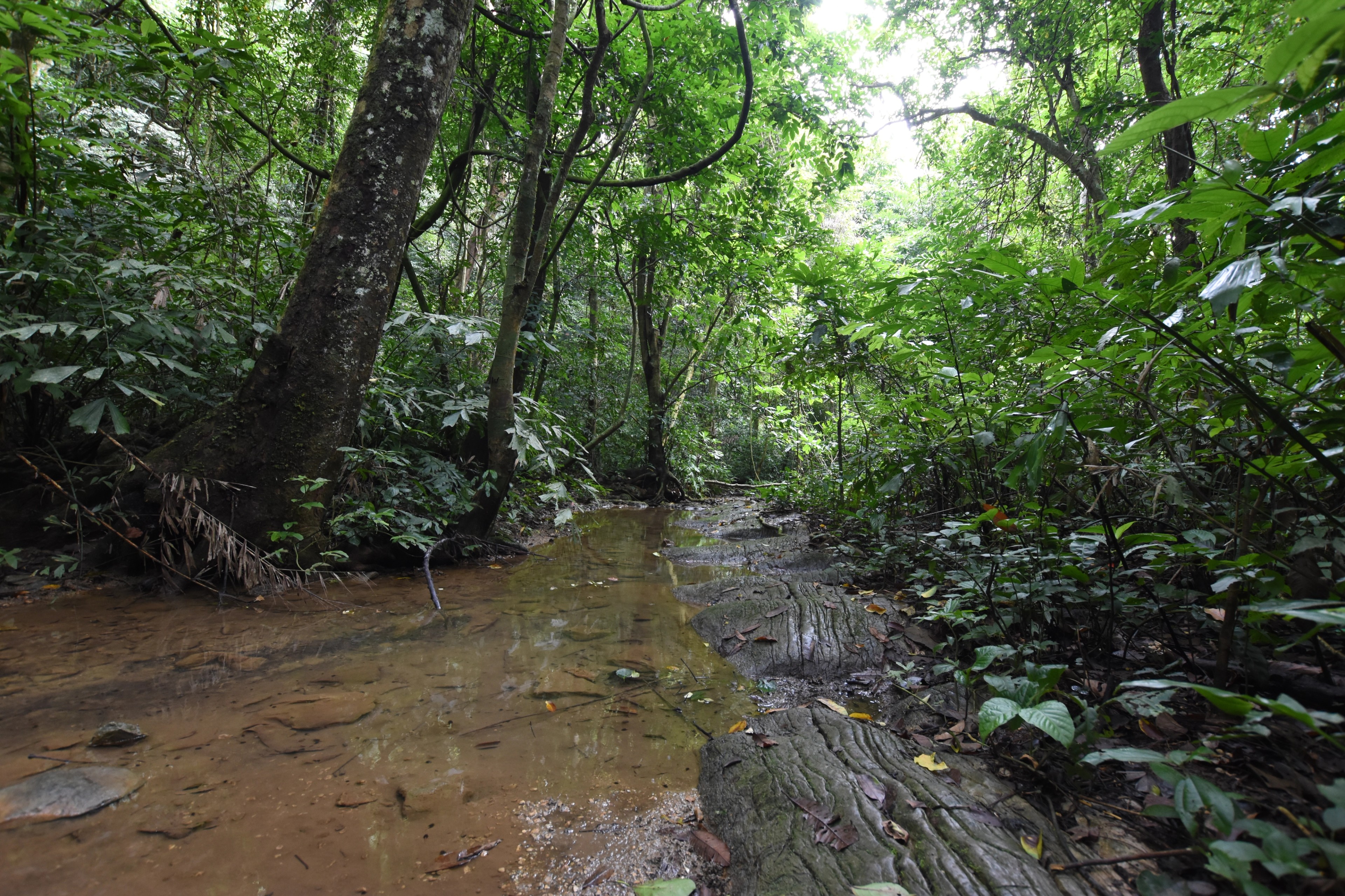 A shallow stream runs through a shaded tropical forest.