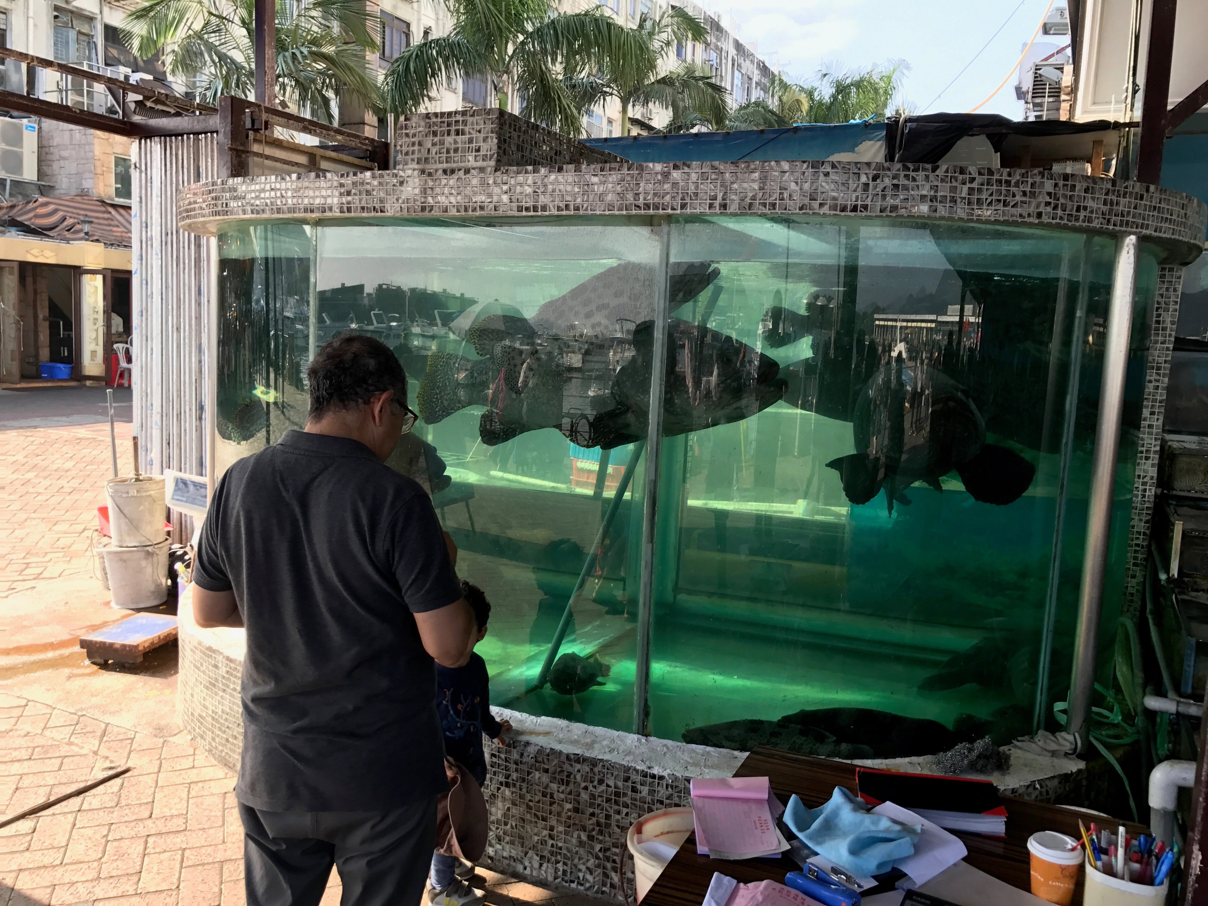 A man looks into a large glass aquarium or display tank outdoors.
