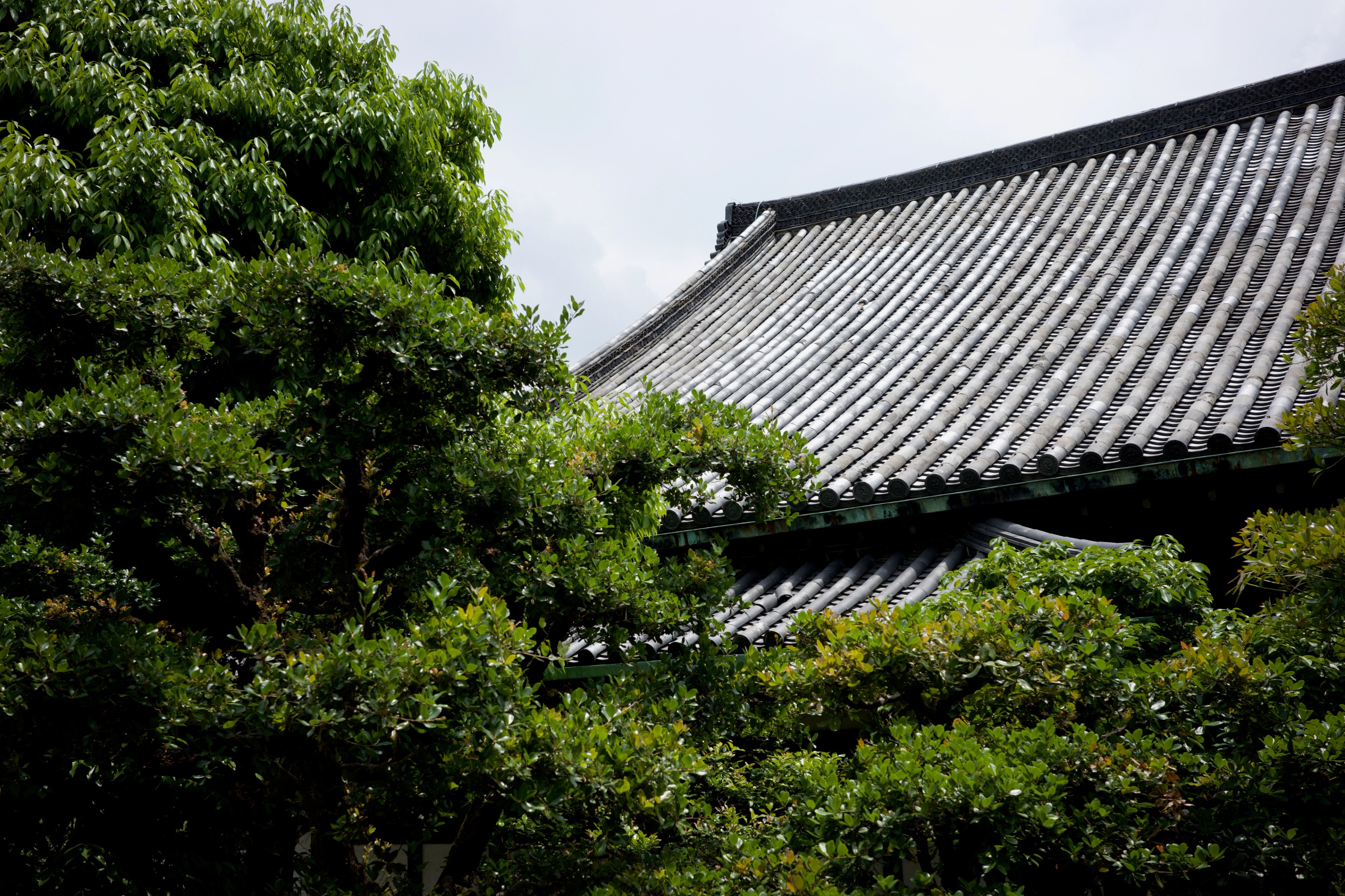 A tiled temple roof peeks through leafy trees.