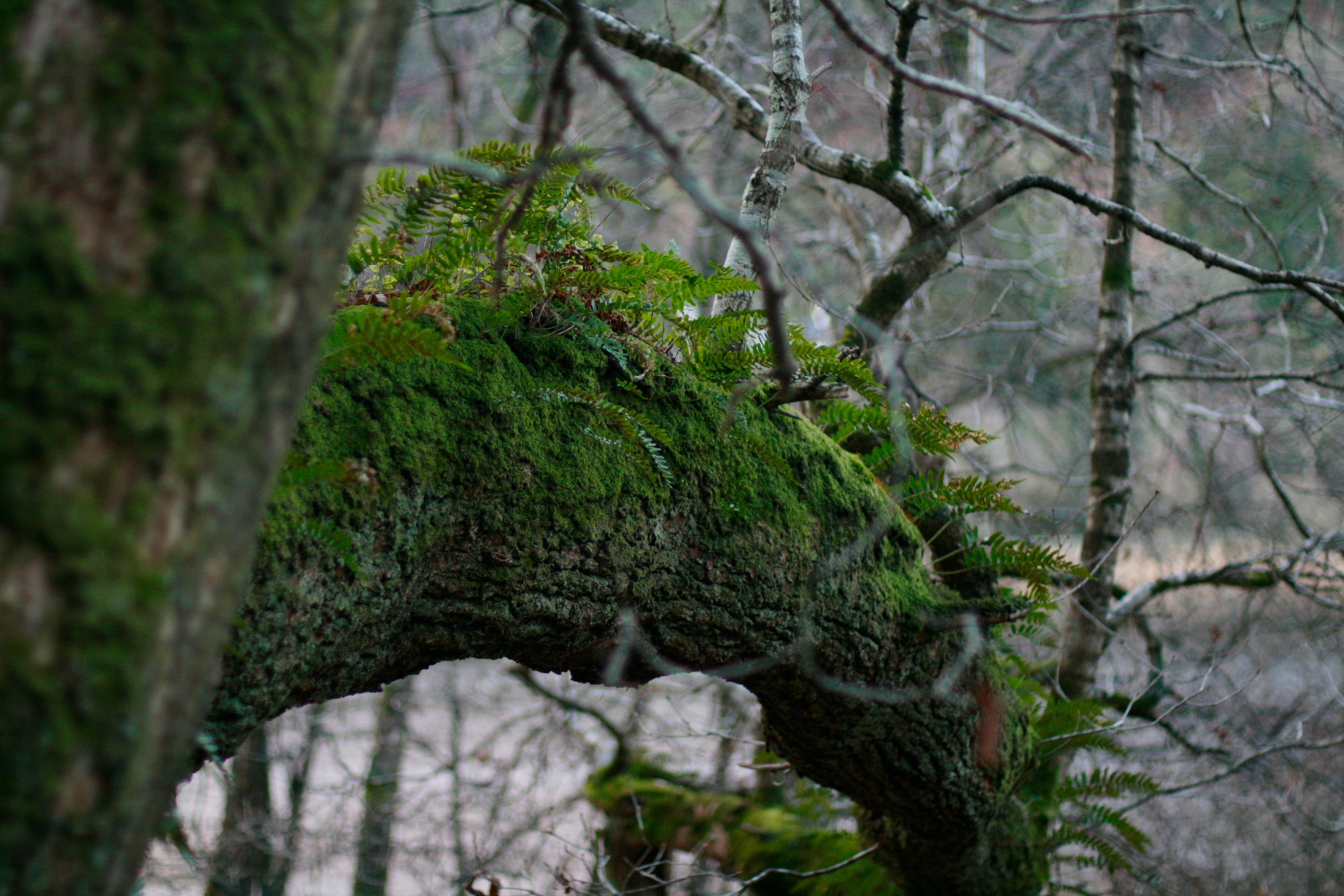 A large tree grows beside a pale stone wall in a green woodland.