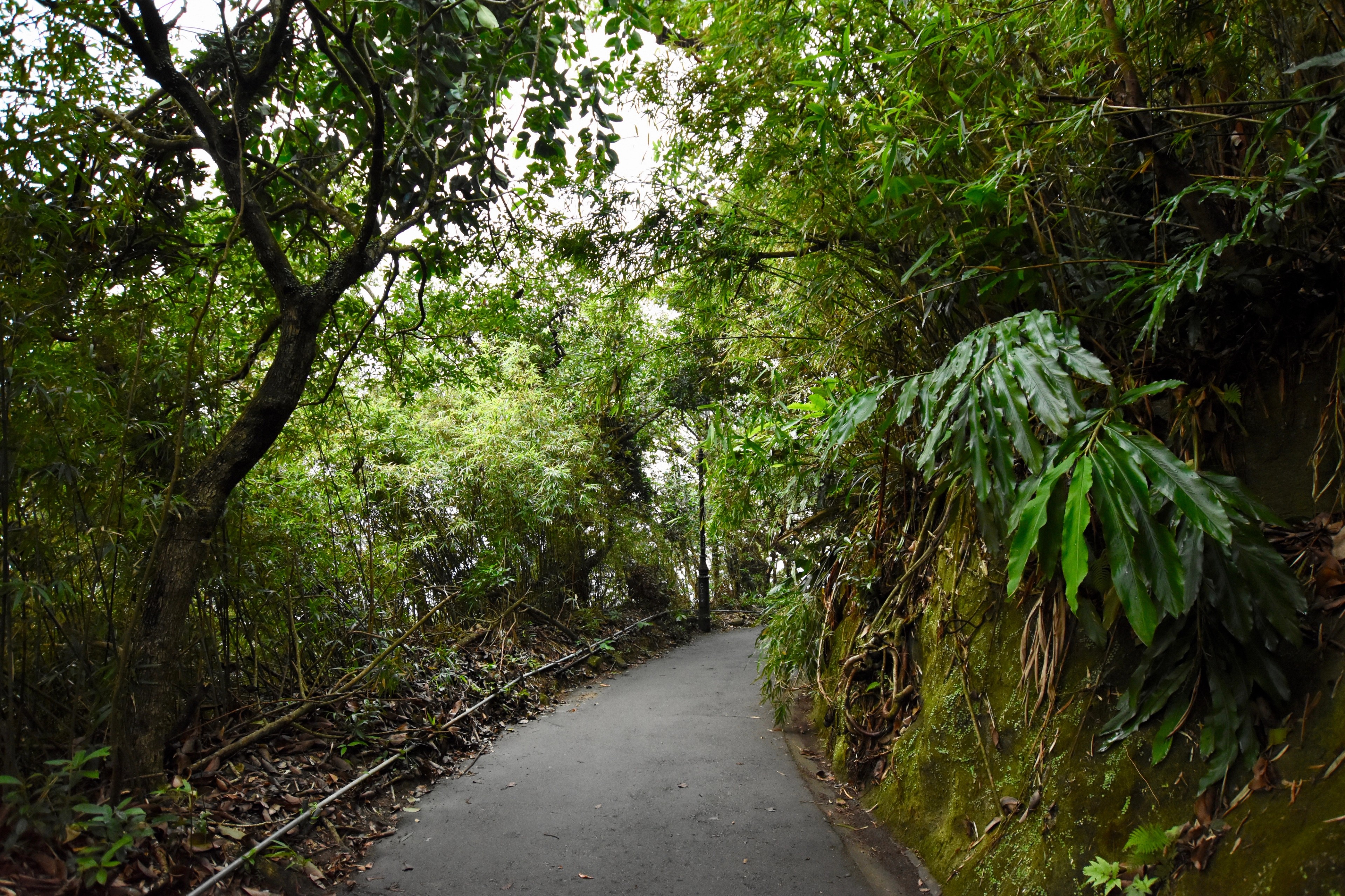 A paved path winding through dense green vegetation.