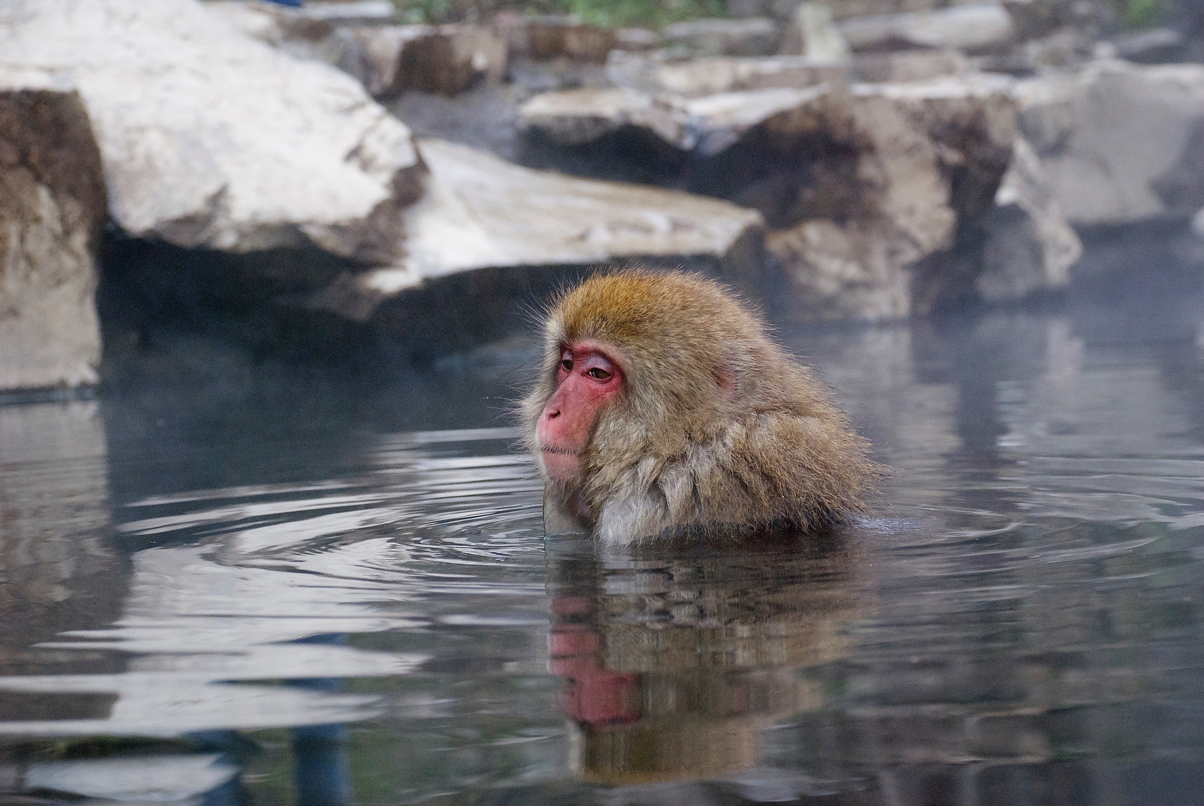 A Japanese macaque relaxes in the water of a rocky hot spring.