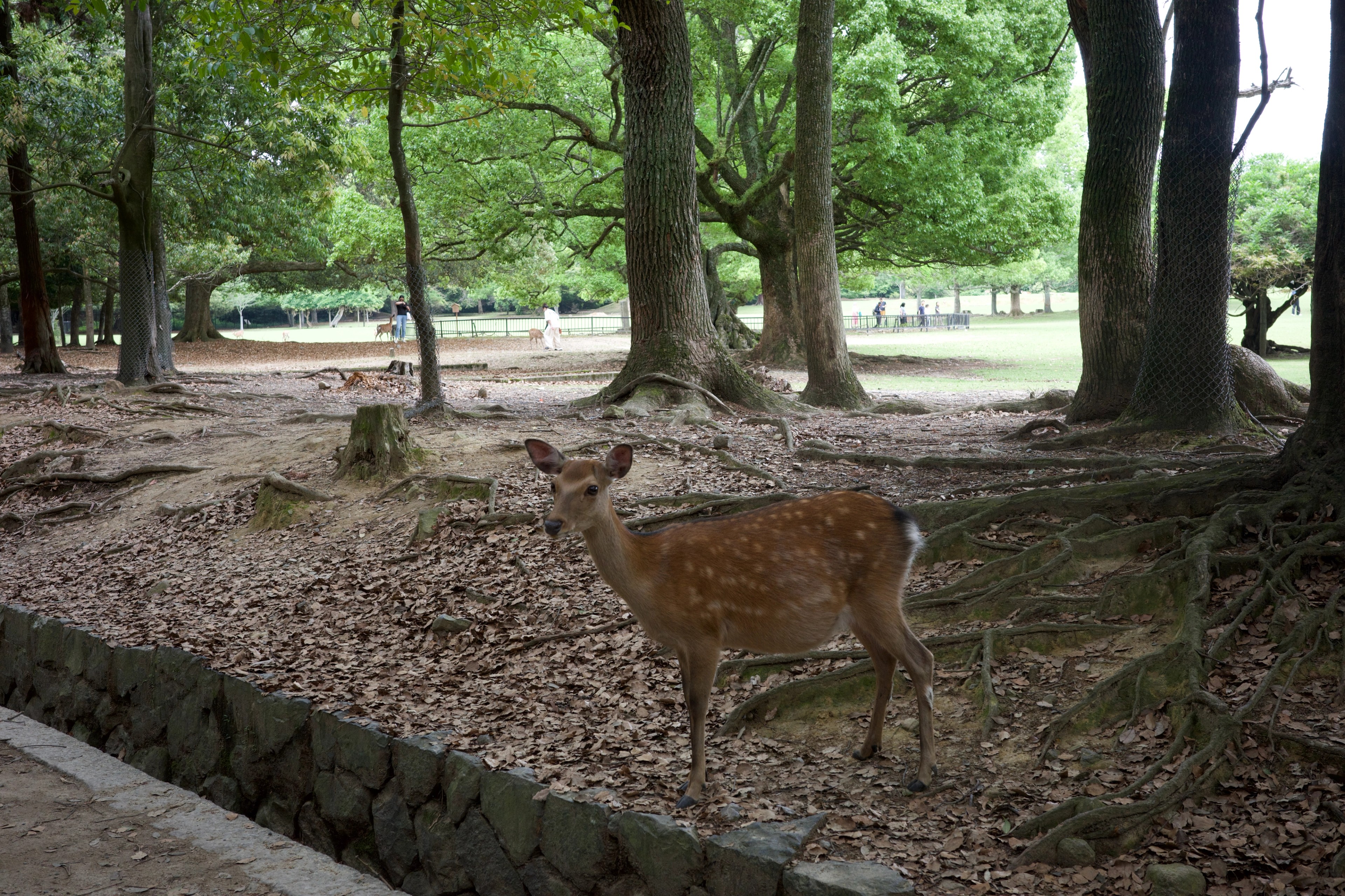 A deer rests on leaf-covered ground beneath trees.