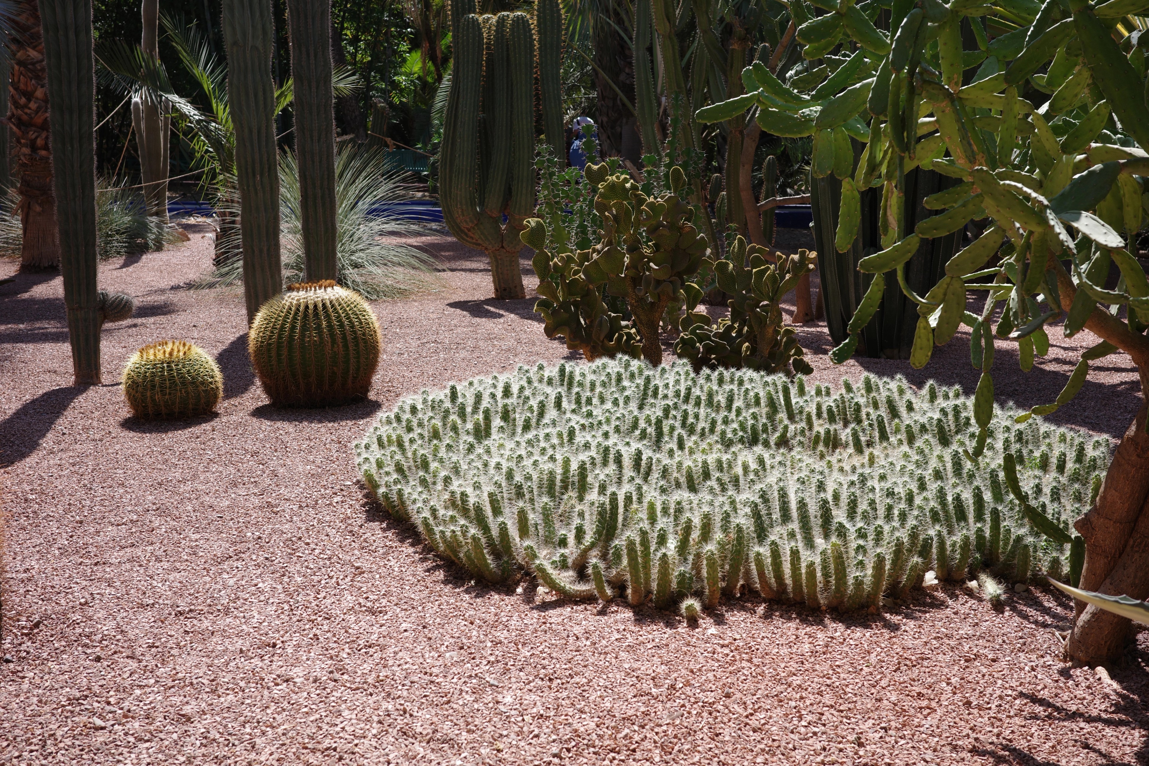 Cacti and succulents grow in a gravel courtyard.