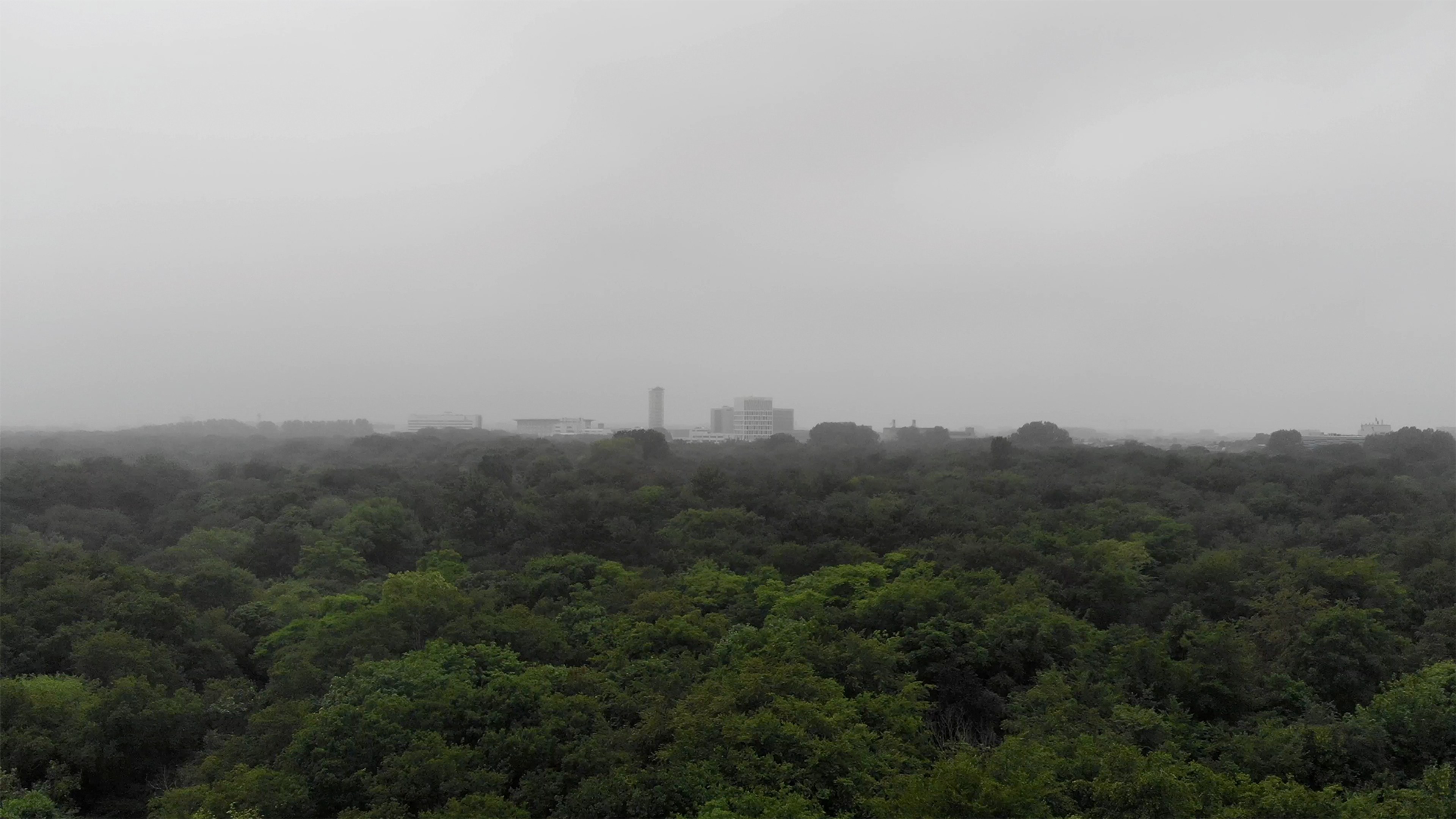 Low clouds hang above a dense forest canopy.