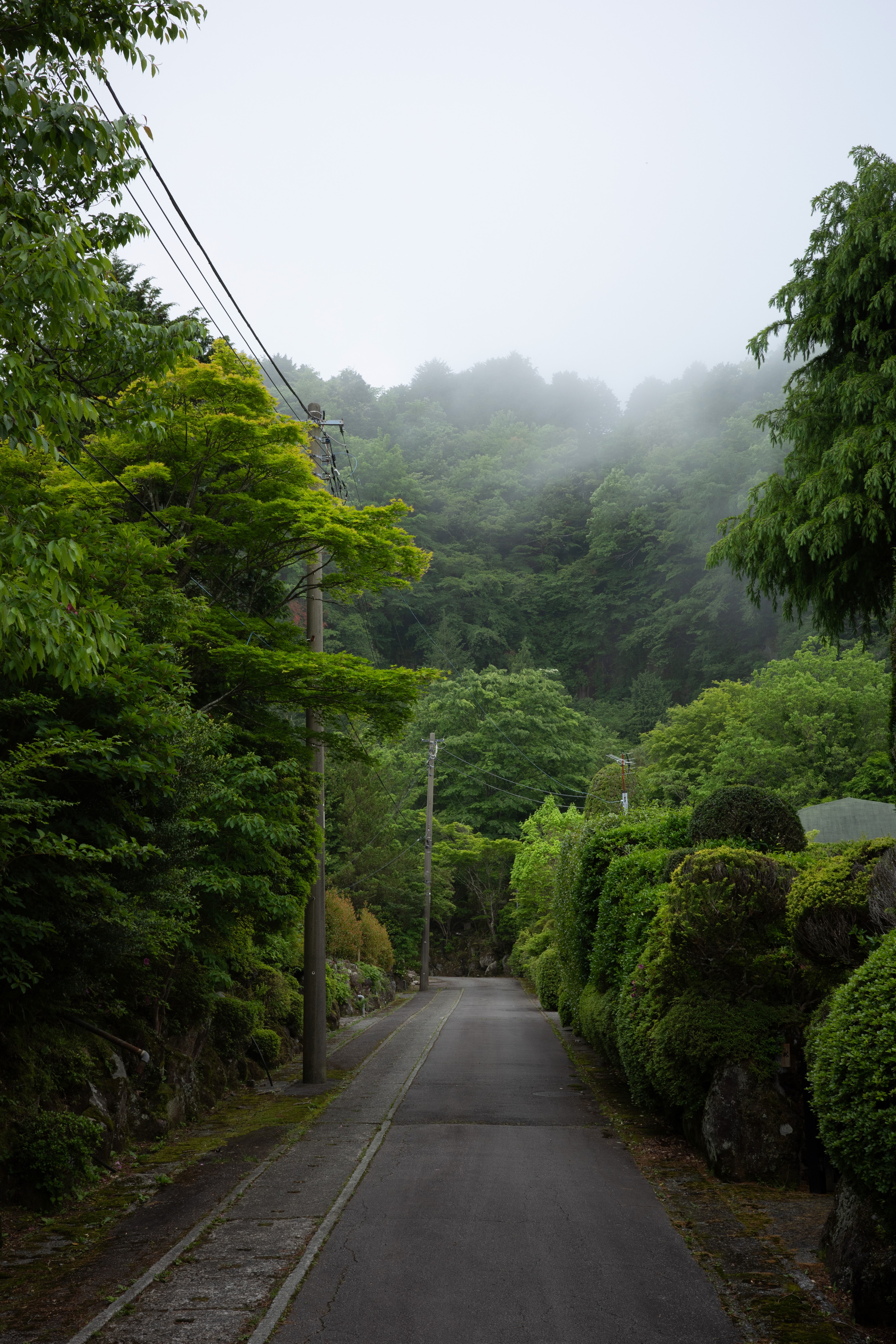 A quiet lane winds between green hedges toward a misty hill.