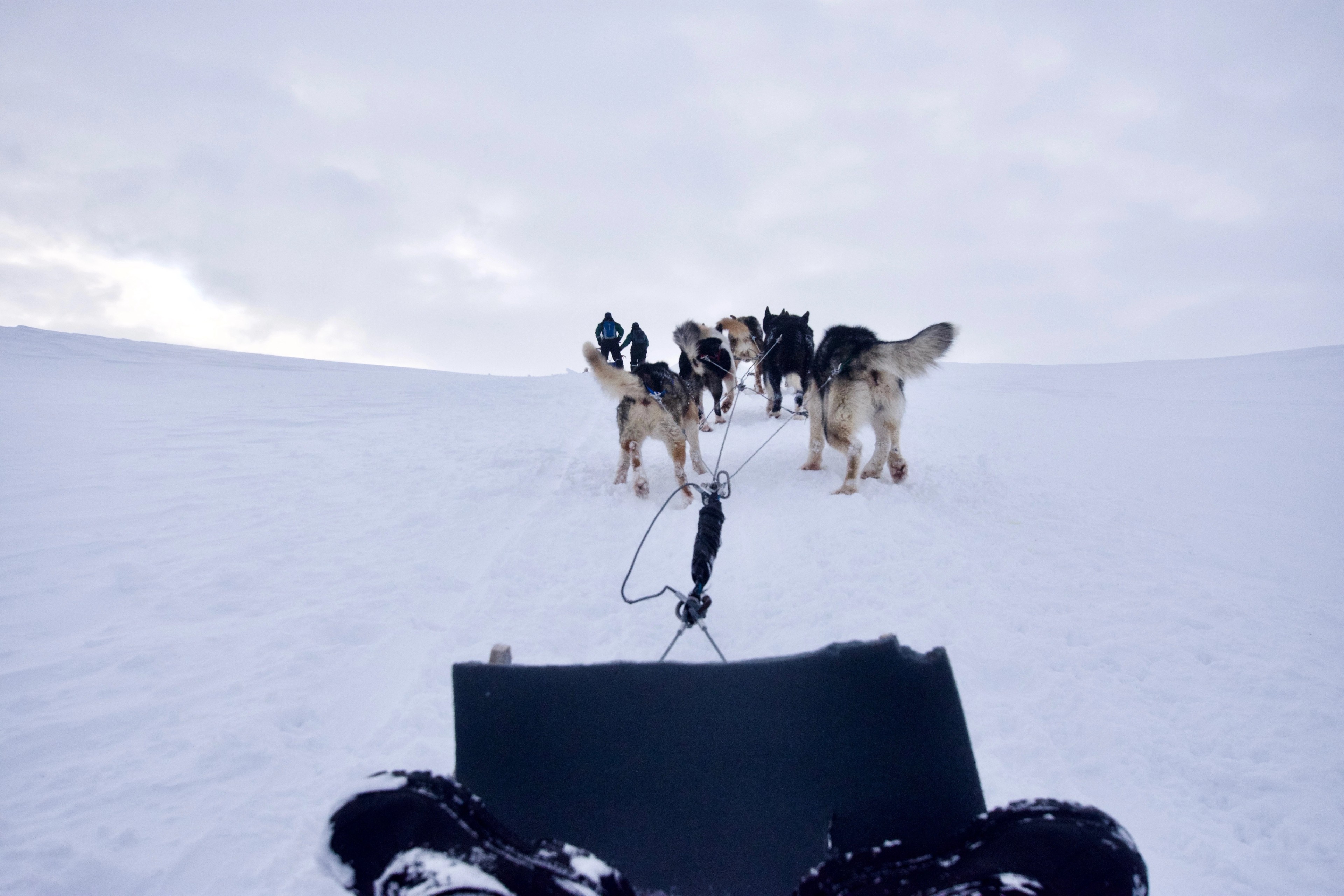 A dog team pulls a sled across a snowy landscape.