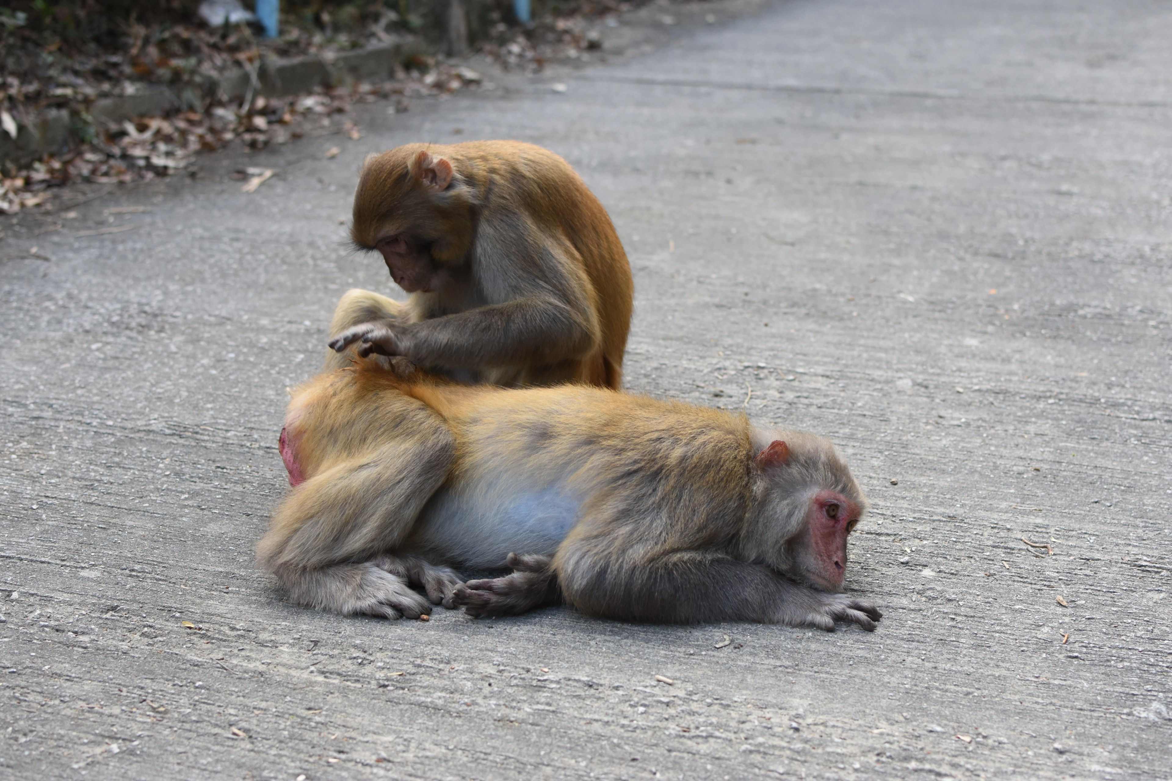 Two macaques groom one another on a paved path.