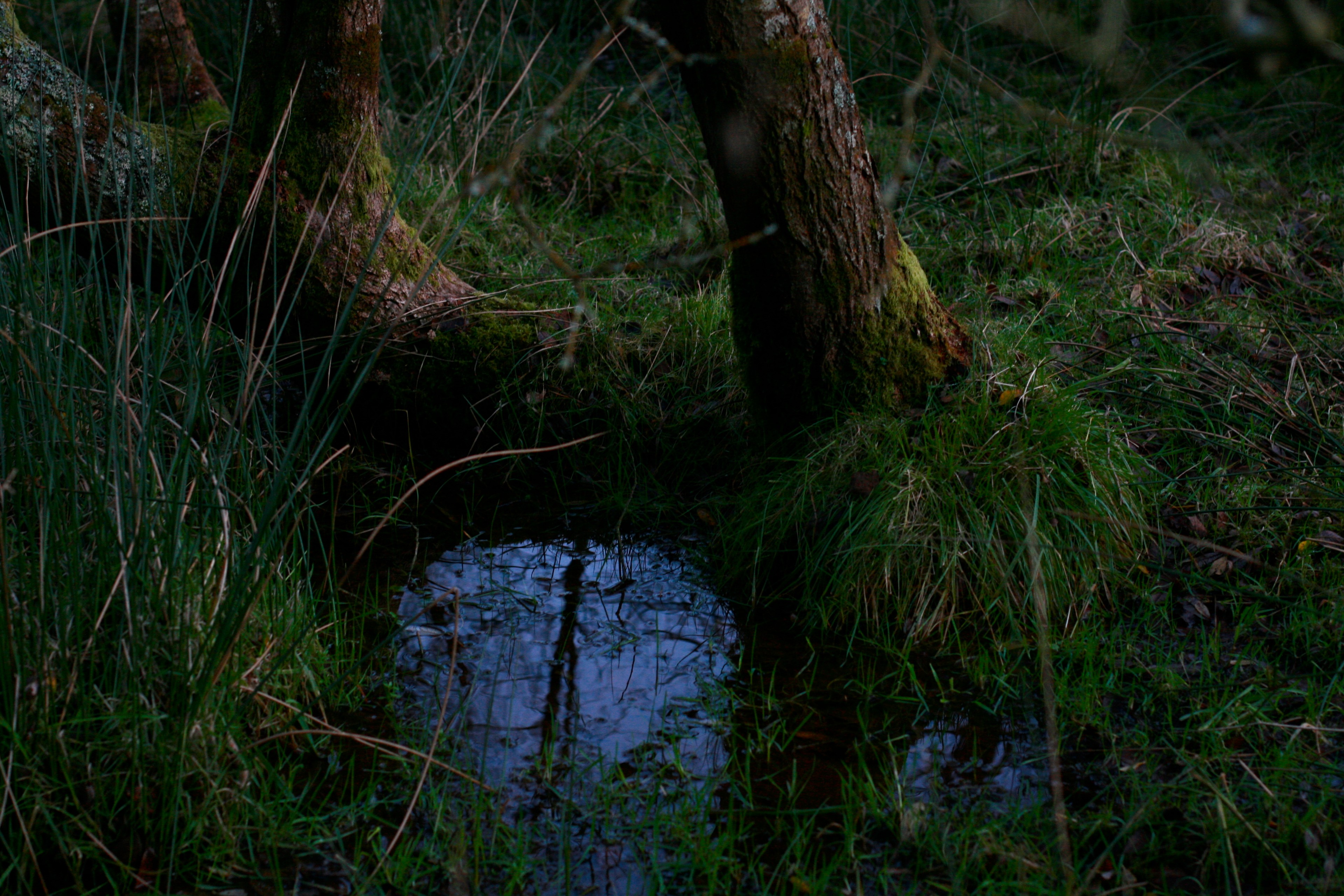 A small pool sits among moss, roots, and dark forest vegetation.