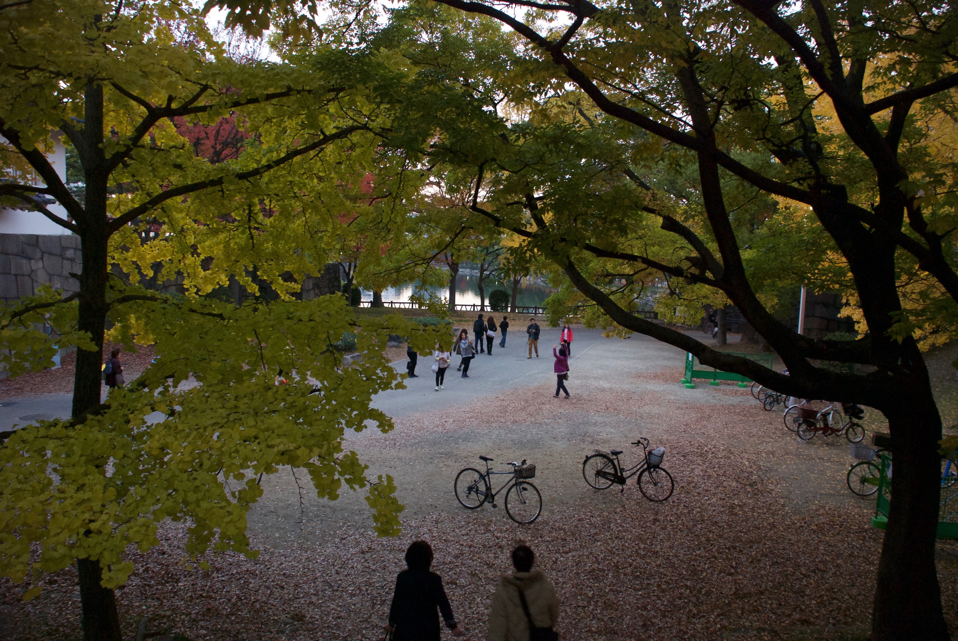 People and bicycles move beneath a canopy of trees in a city park.