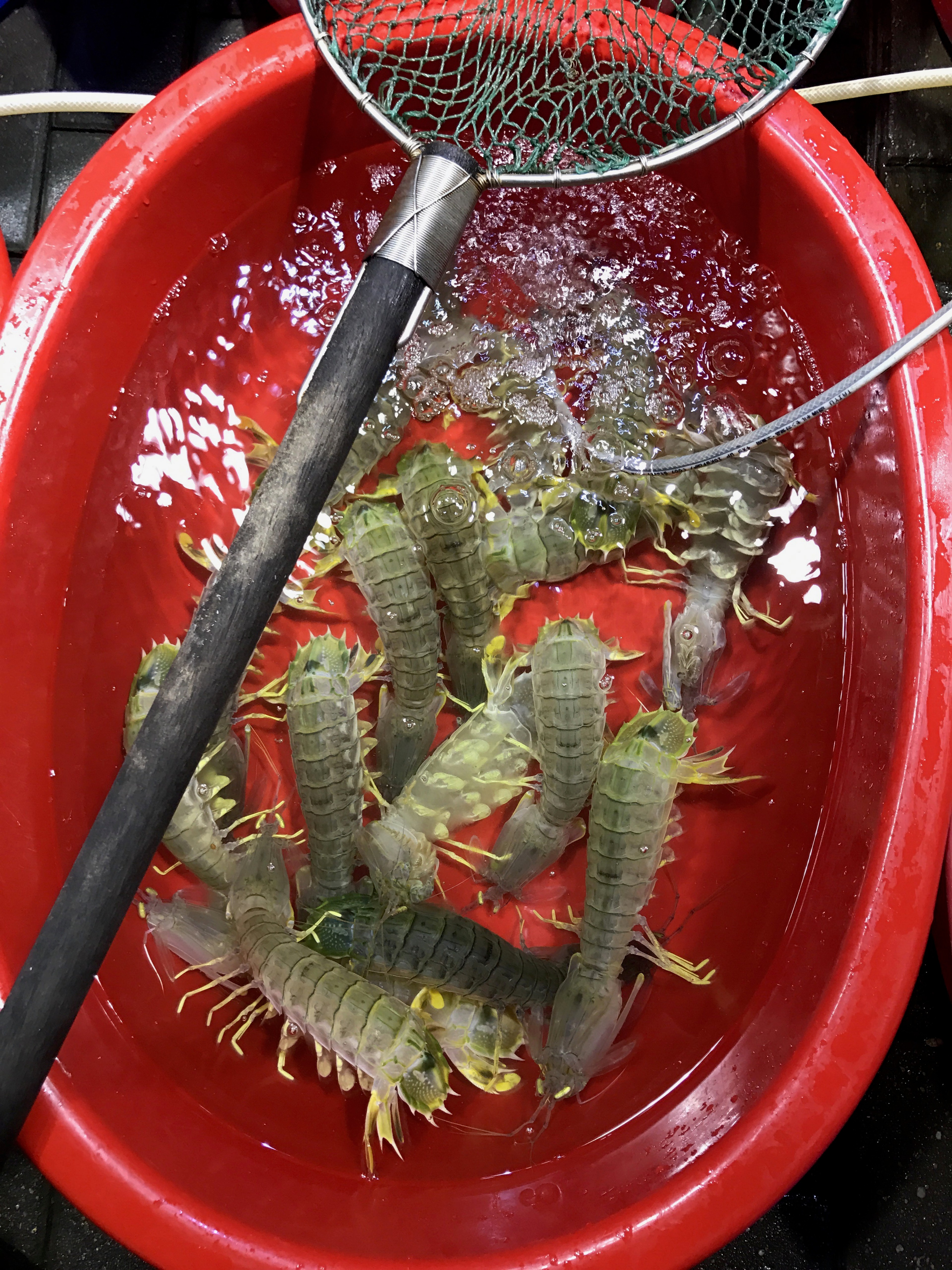 Several prawns lie in a red basin beneath a metal strainer.