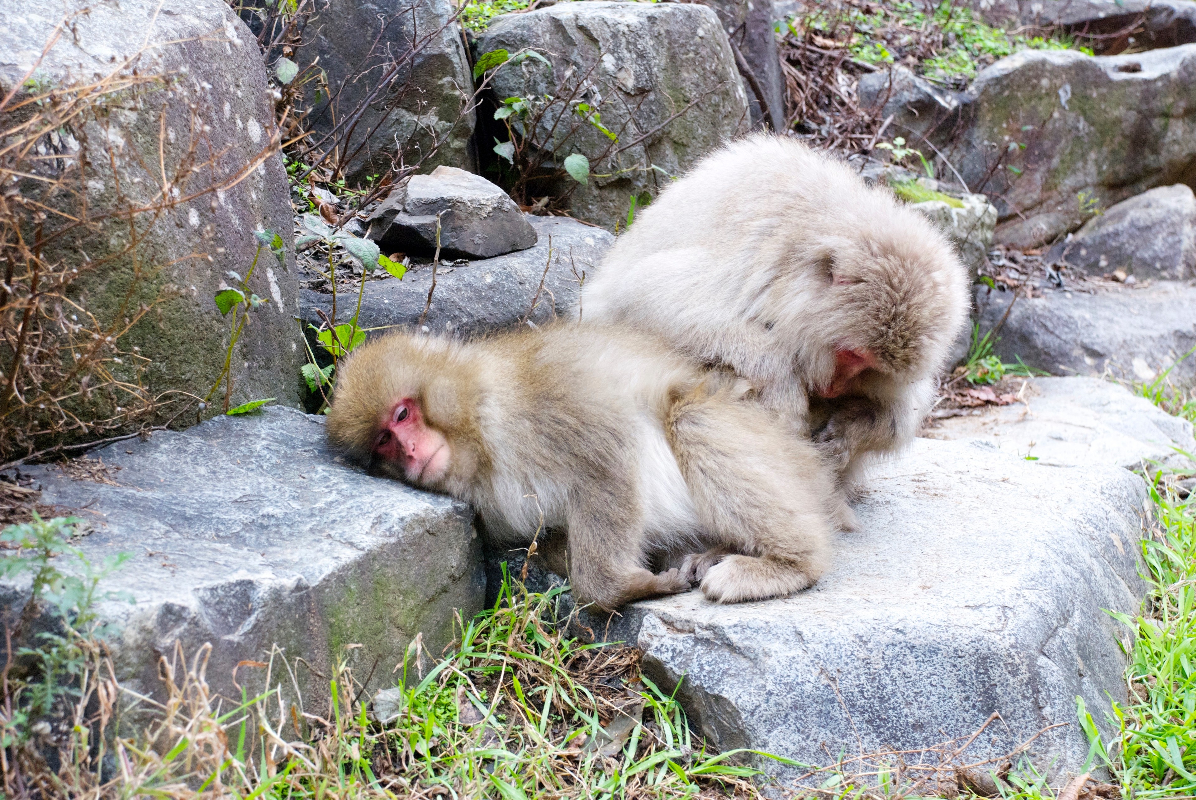 Two Japanese macaques rest together on a stone ledge.