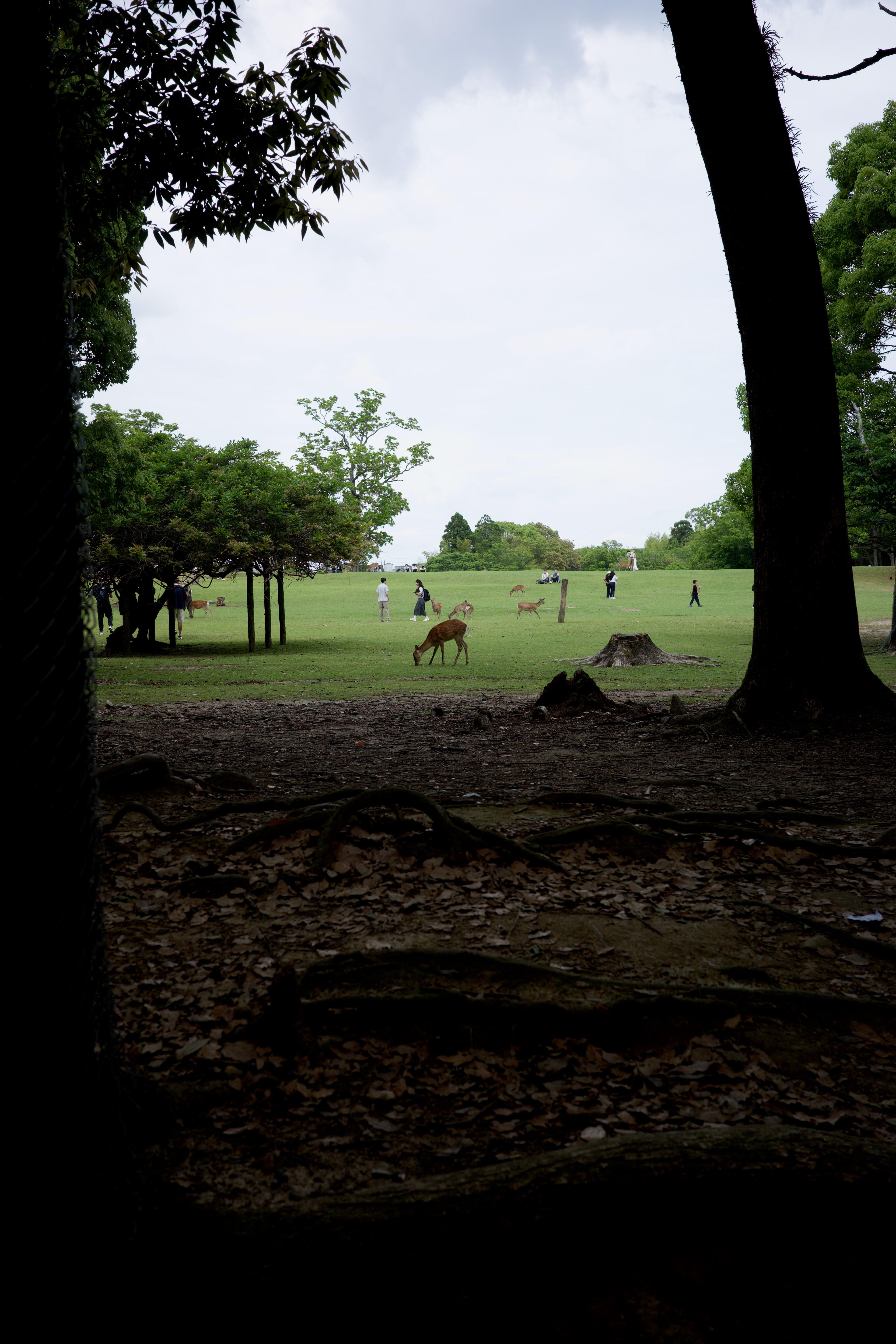 A deer stands among tree trunks in a shaded park.