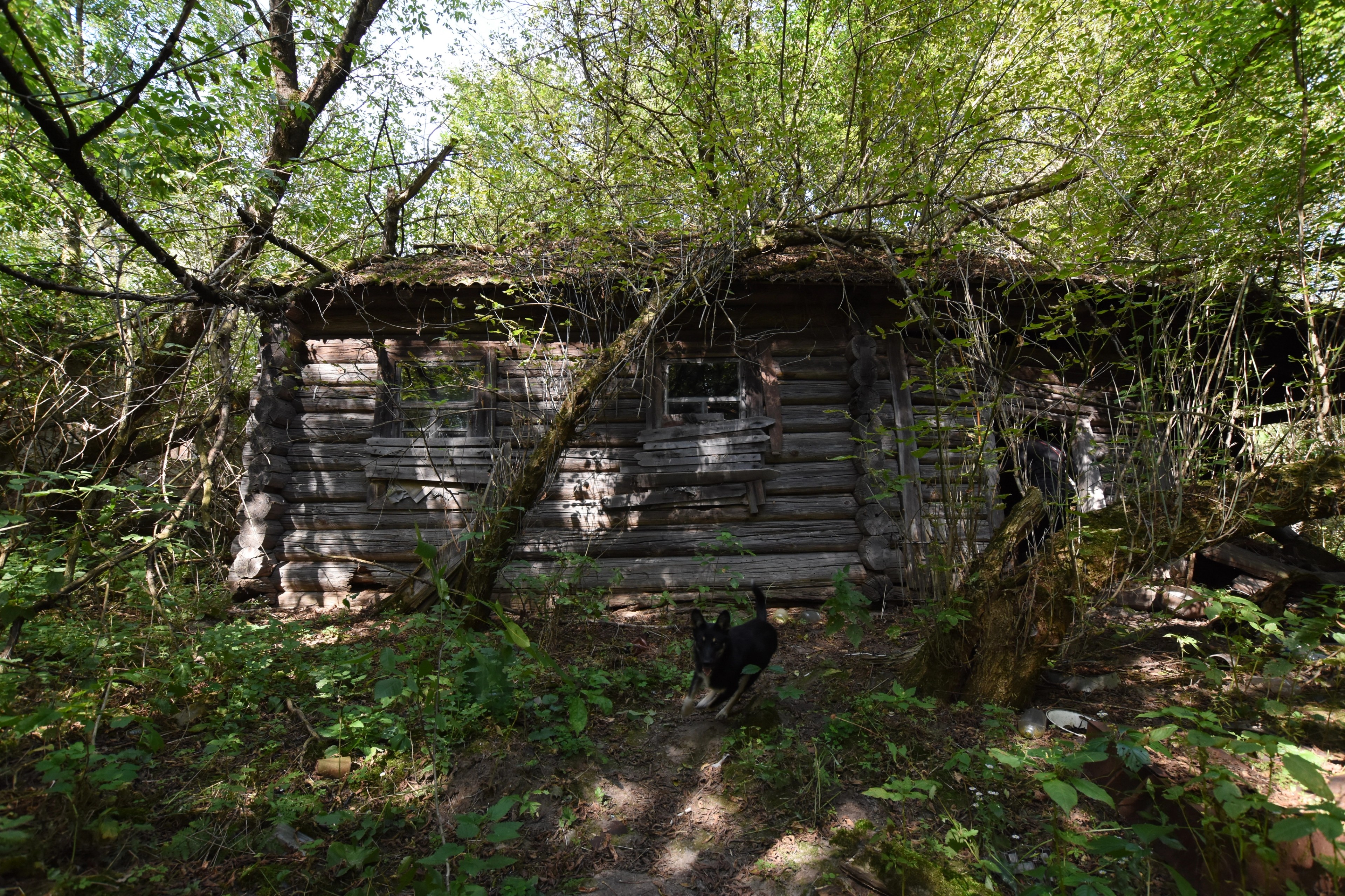 Concrete steps disappear beneath overgrown vines.