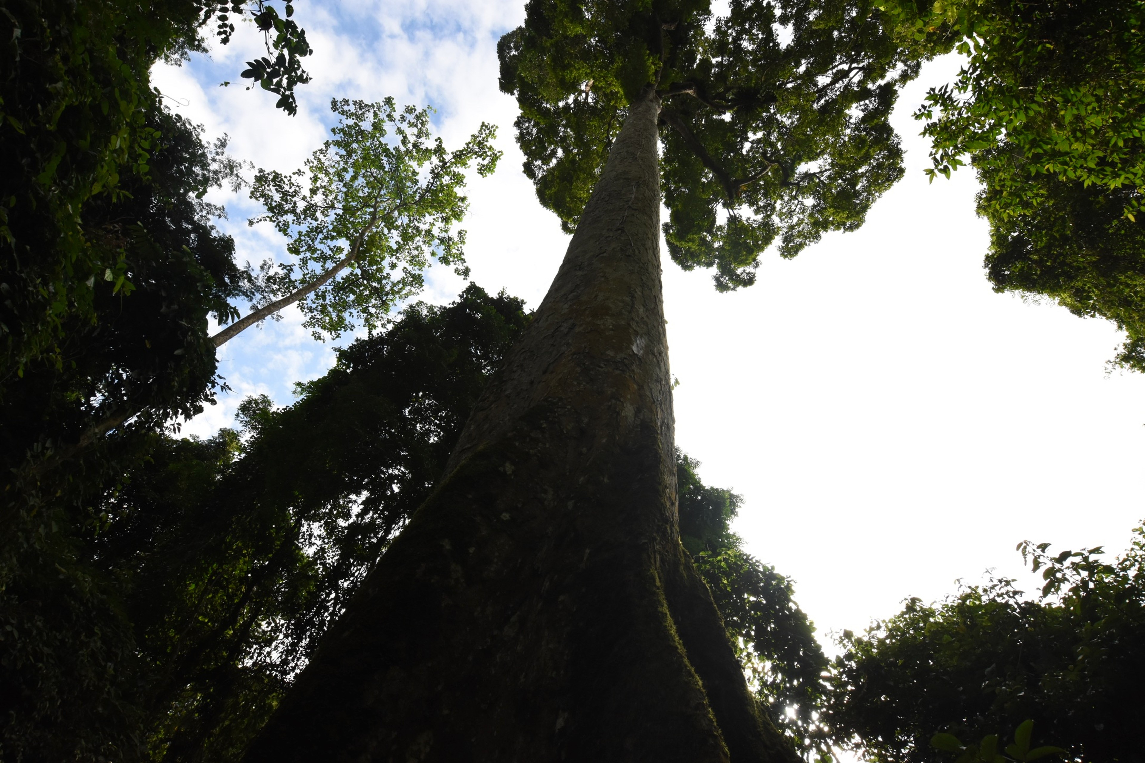 Large tree branches and leaves are seen from below against the sky.
