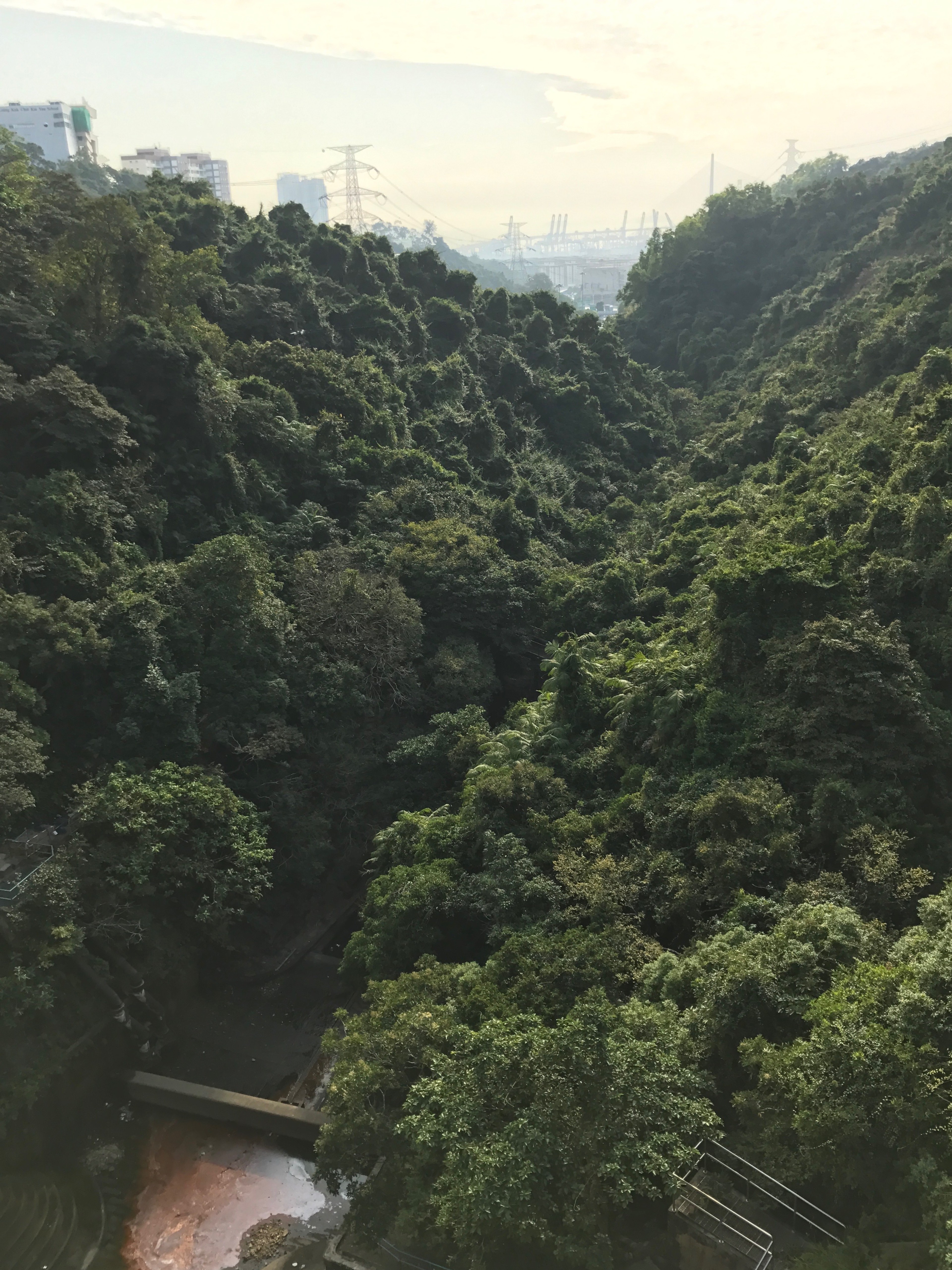 A steep forested valley is seen from a high overlook.