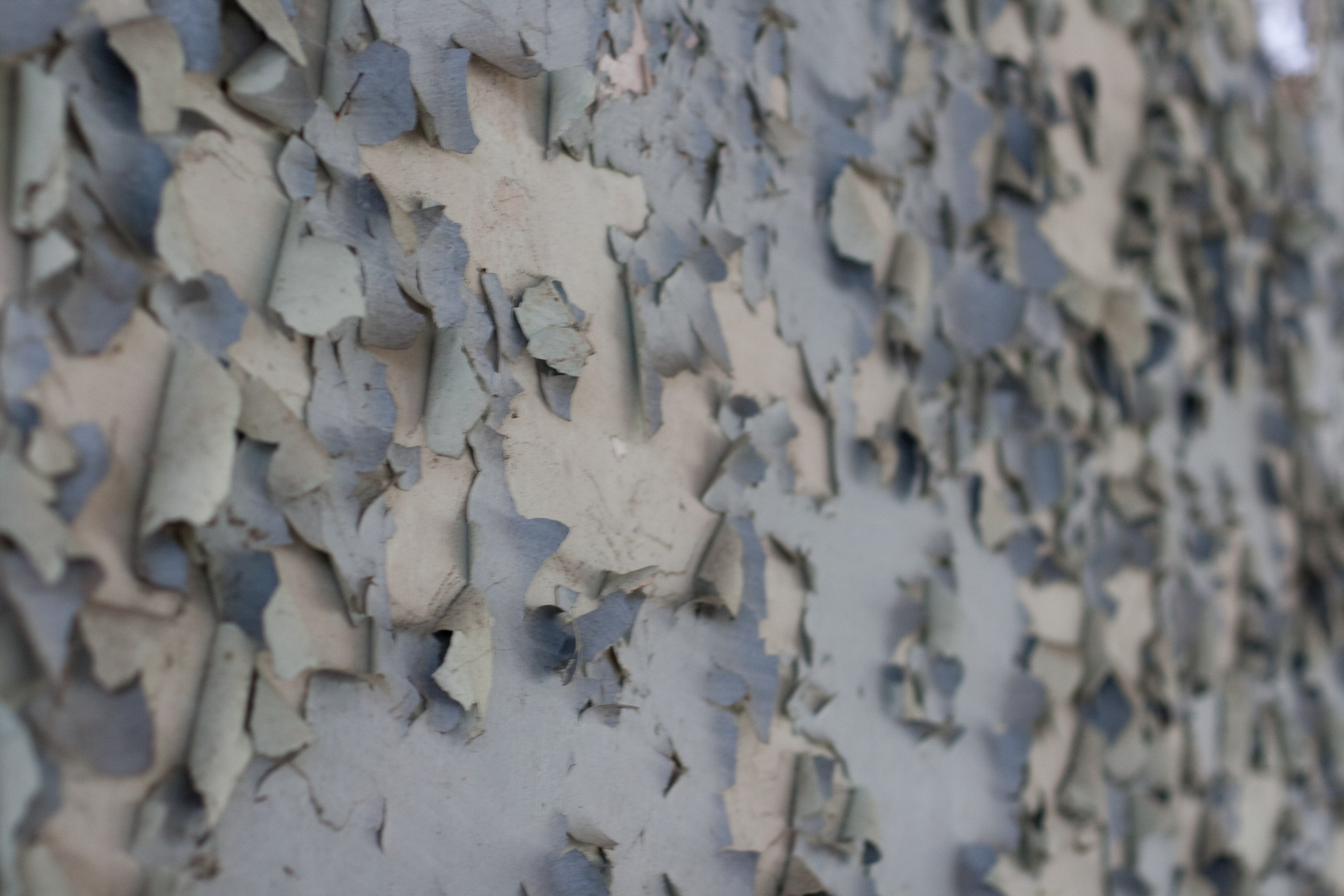 Paint curls away from a blue wall in a close, textured view.
