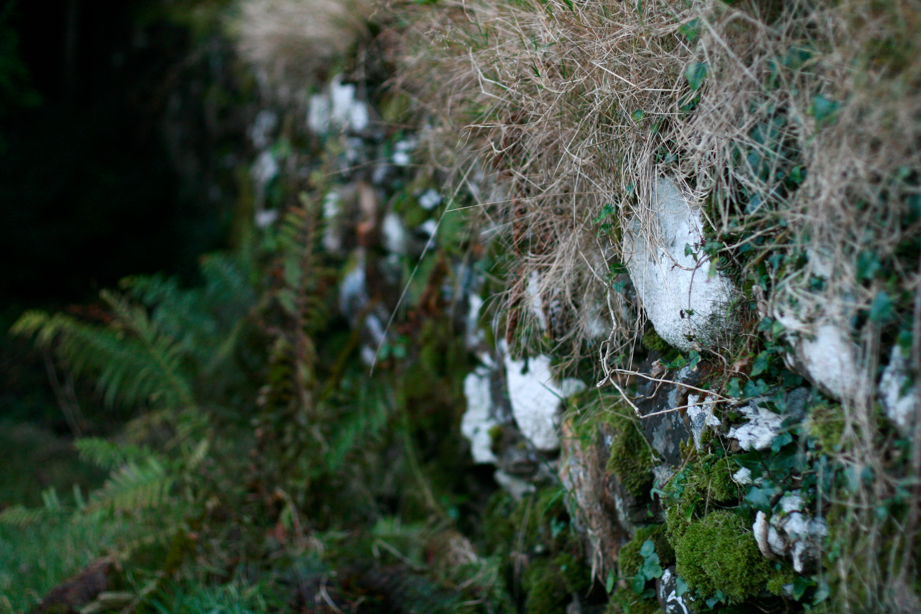 A narrow stream runs through moss and trees.