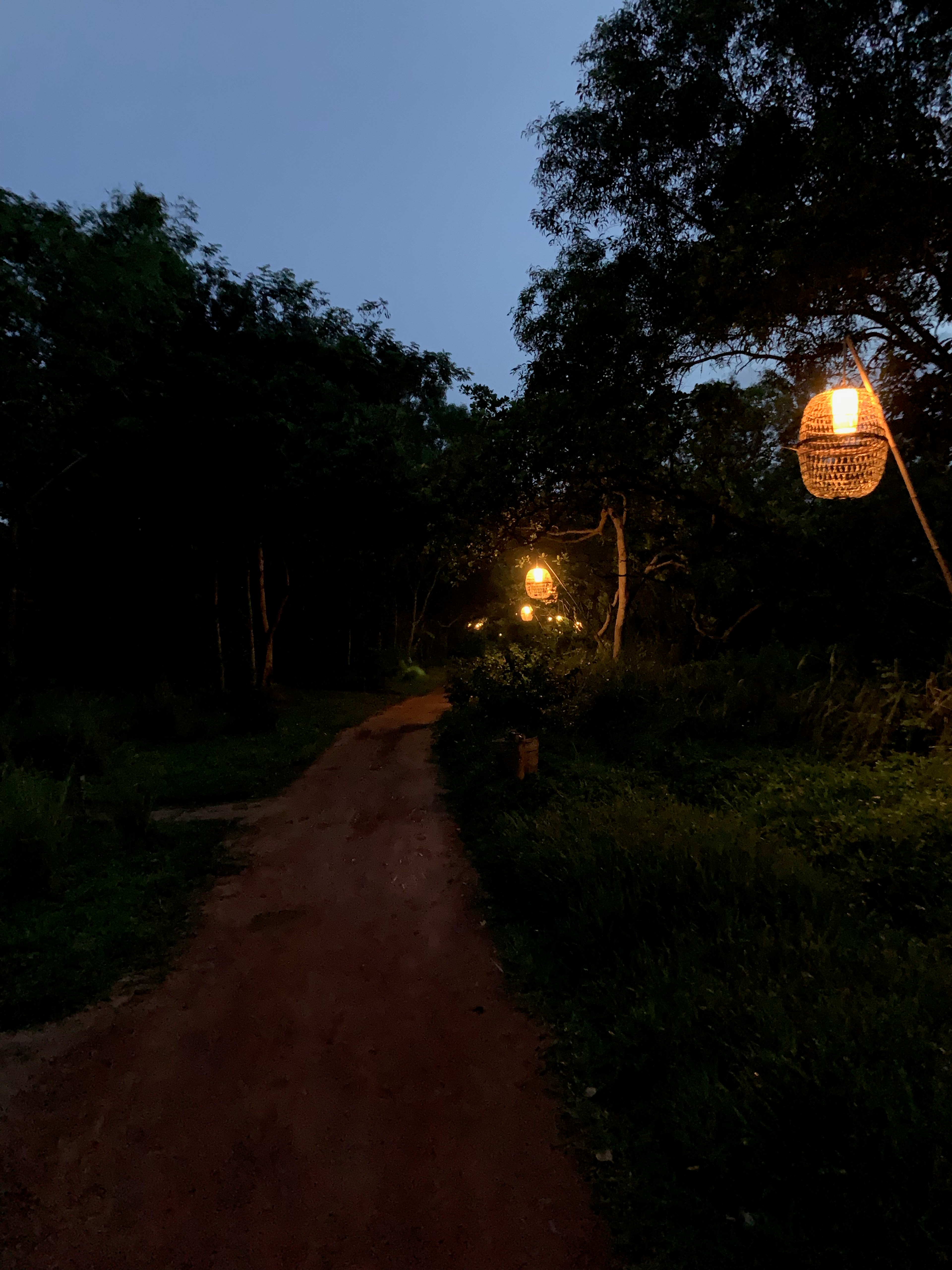 A path through a dark garden is lit by a hanging lantern and small lights.