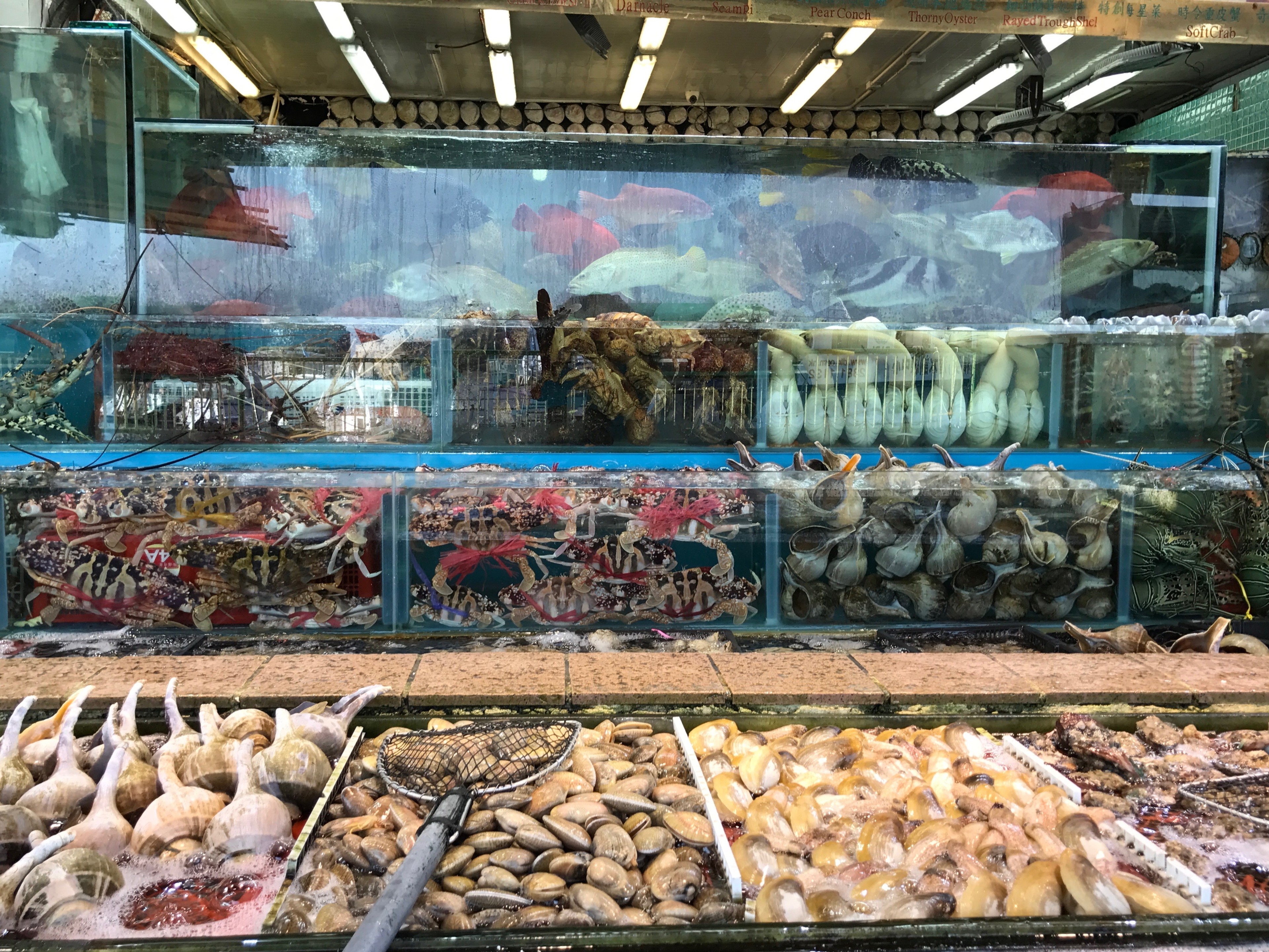 A seafood shop displays fish and shellfish behind a glass counter.