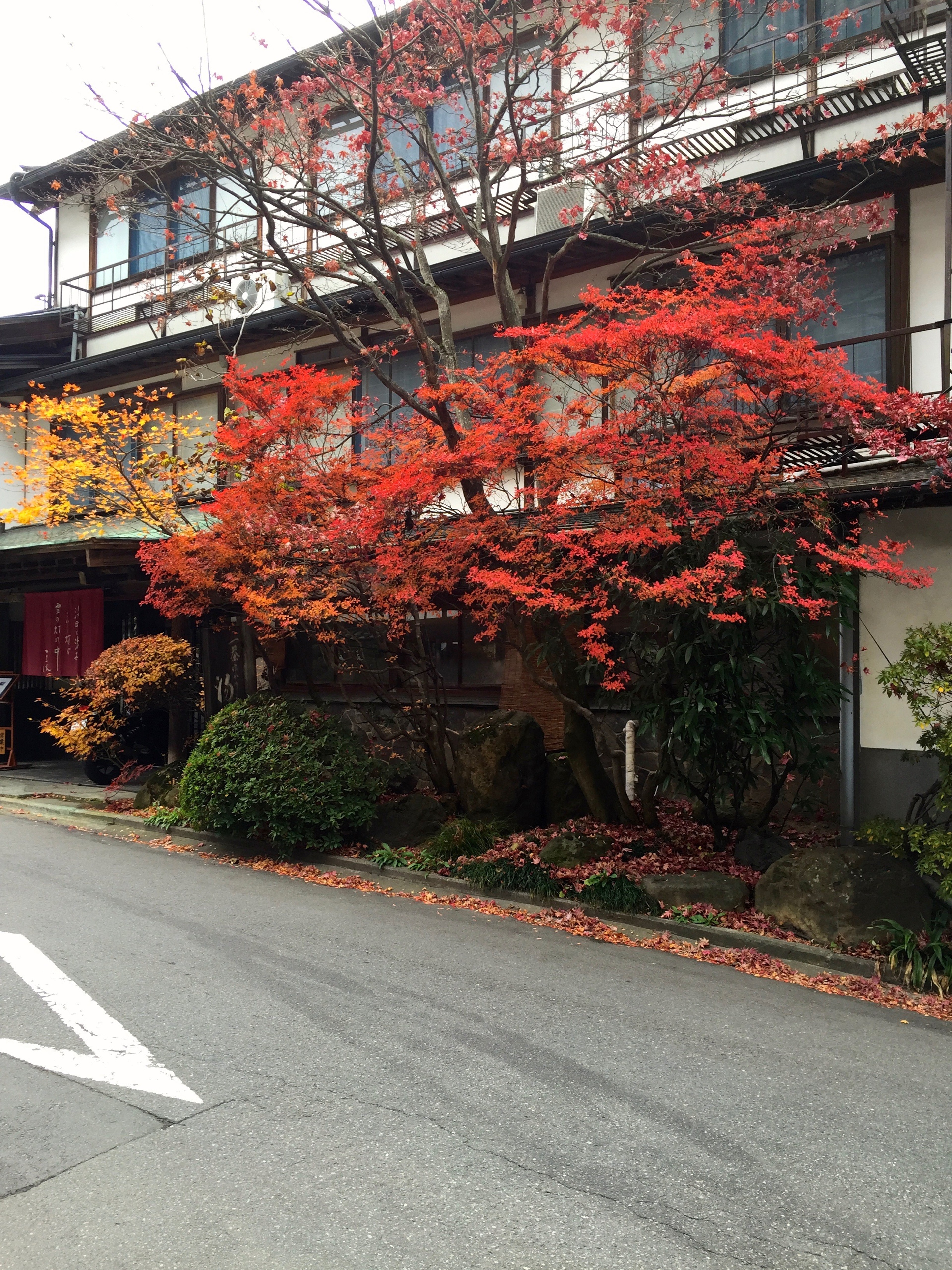 A red Japanese maple frames a street with buildings behind it.