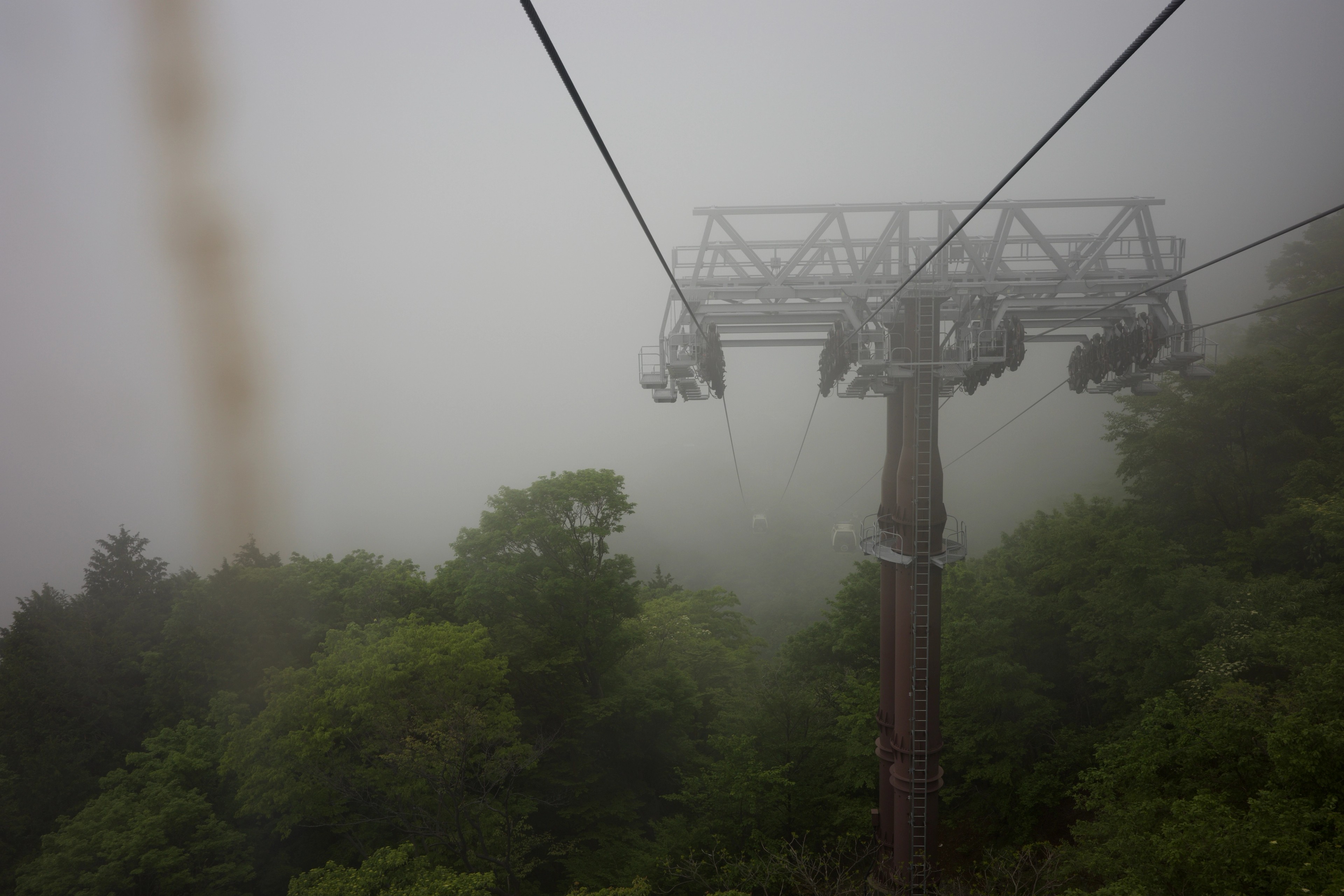 Cable car lines pass through foggy forest.
