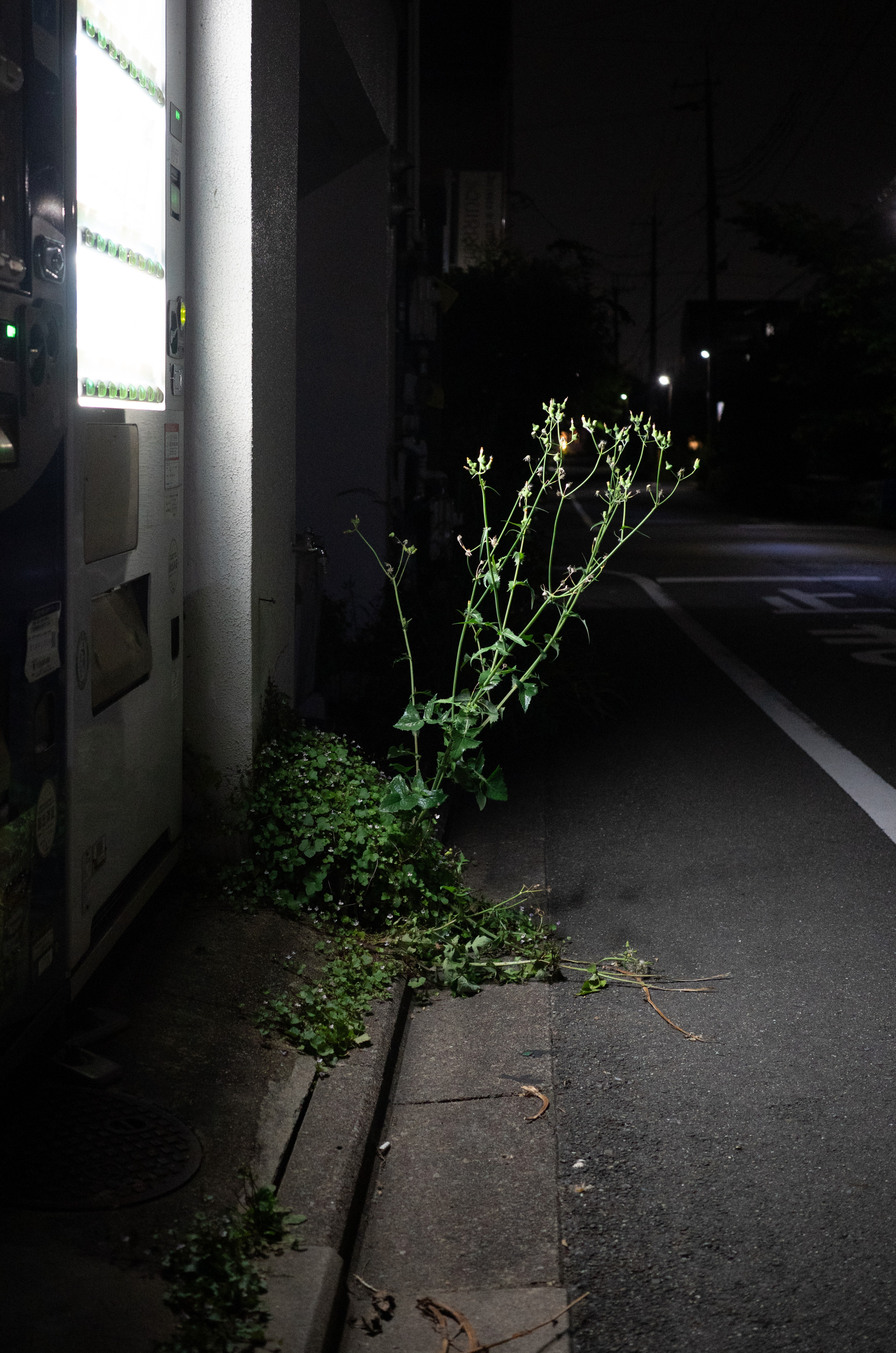 A small plant grows beside a shadowed nighttime sidewalk.