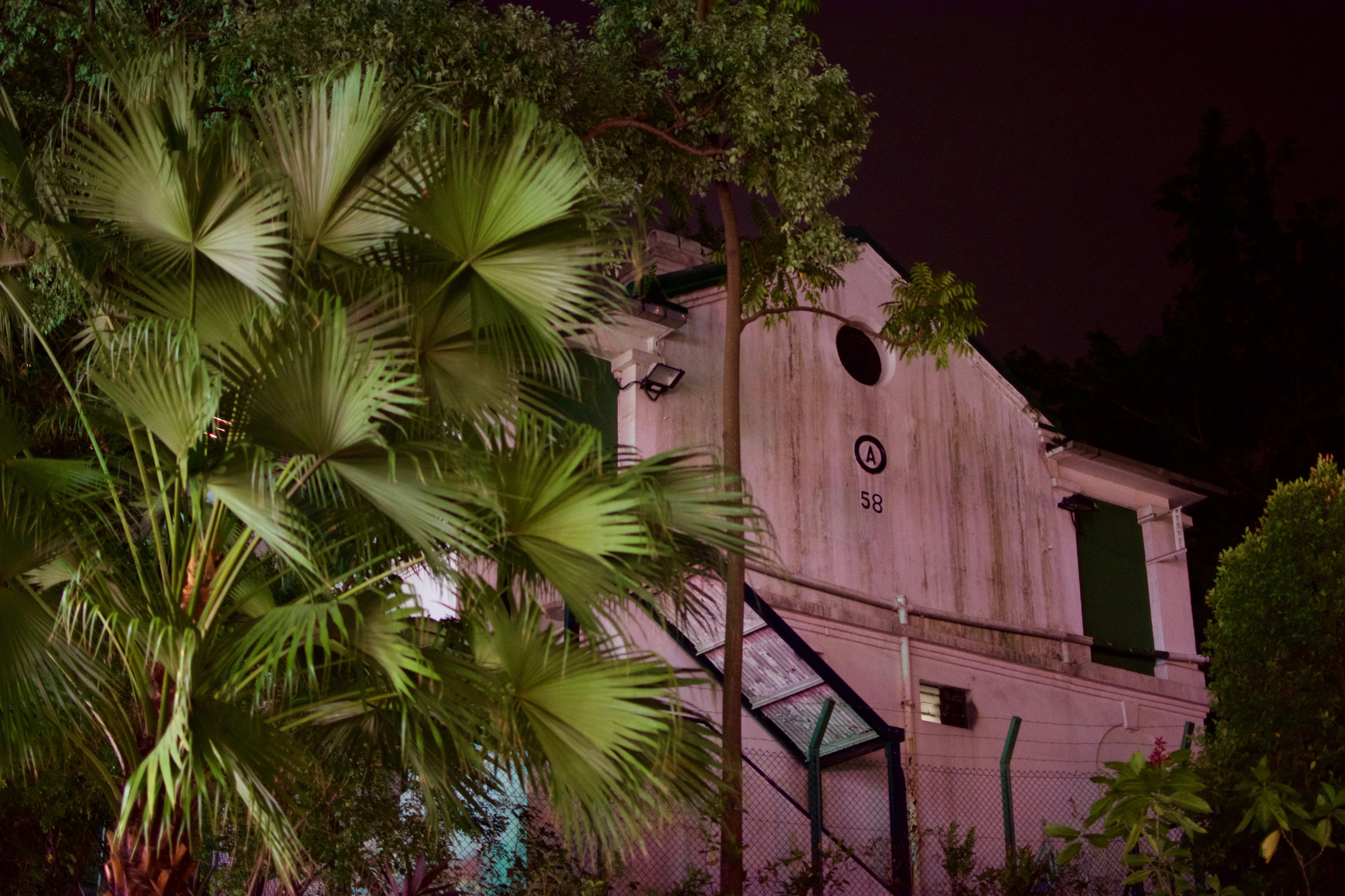 Palm leaves partly obscure a pink building at night.