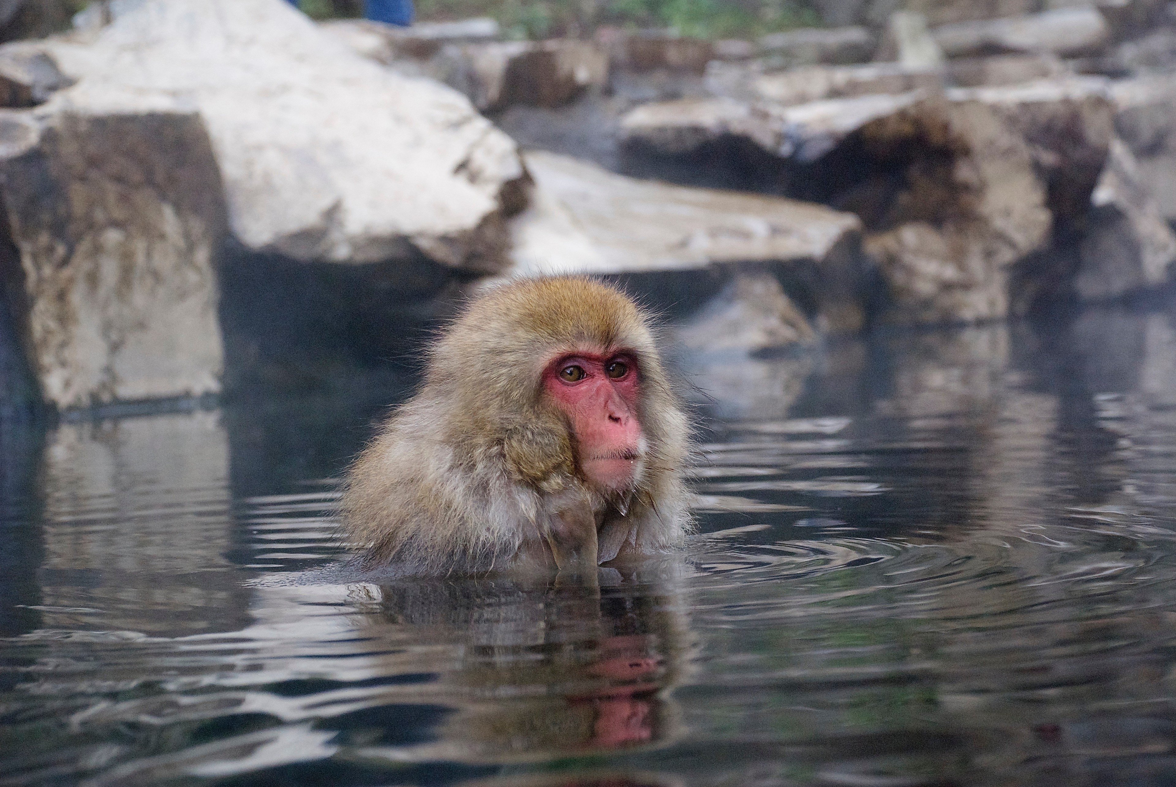 A Japanese macaque soaks in a rocky hot spring.
