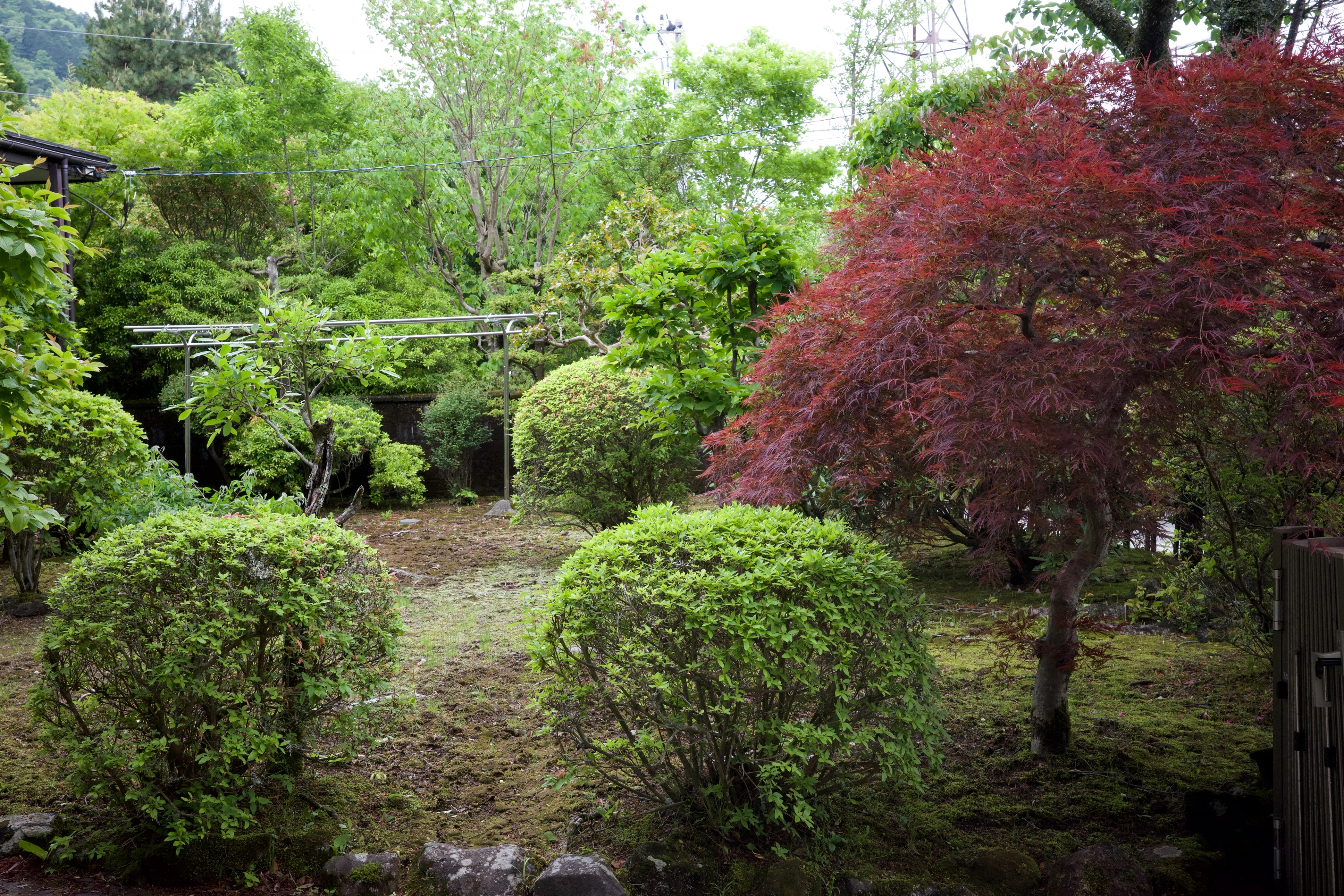 A landscaped garden with green shrubs and a red-leaved tree.