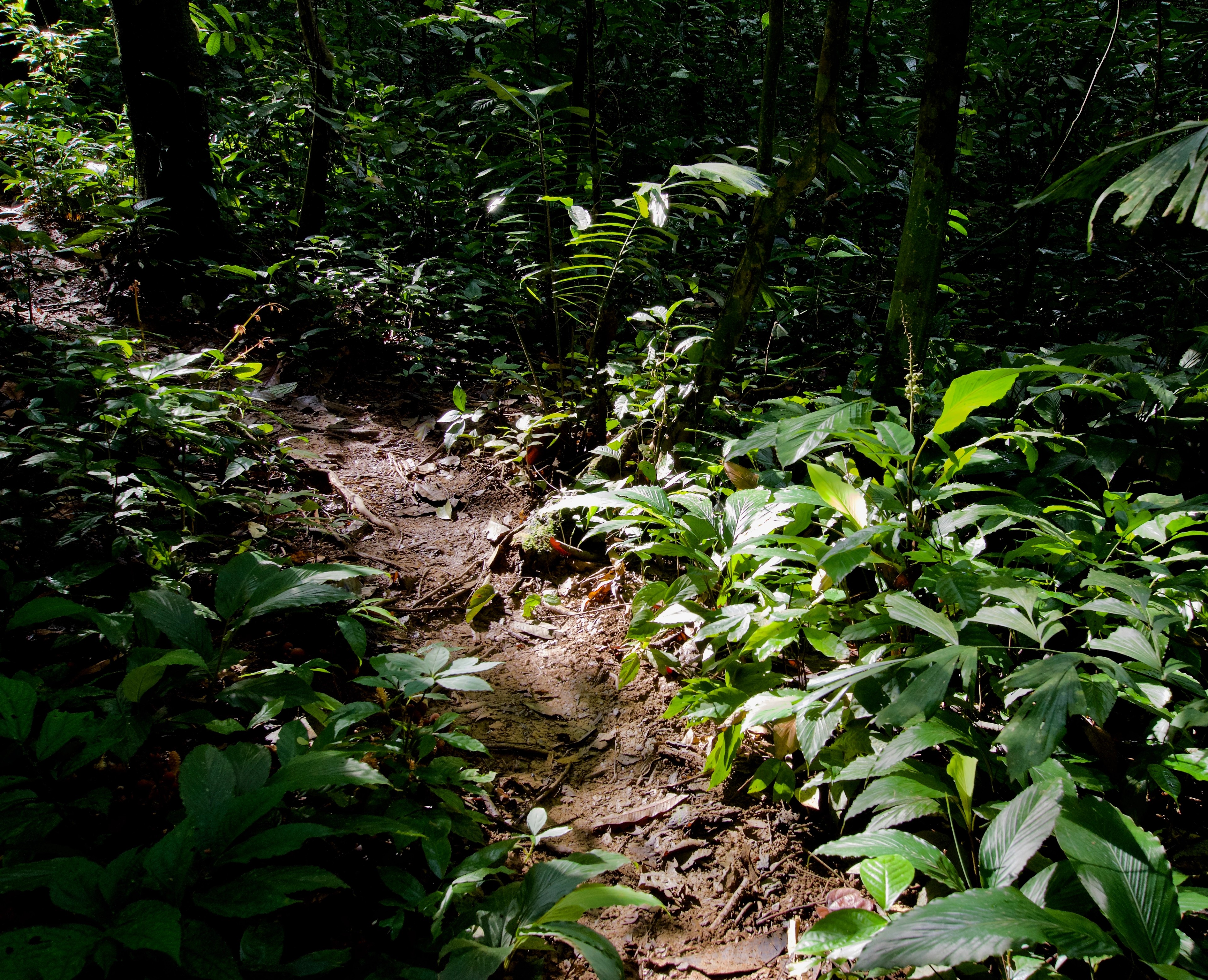 A narrow dirt footpath winds through dense green vegetation.
