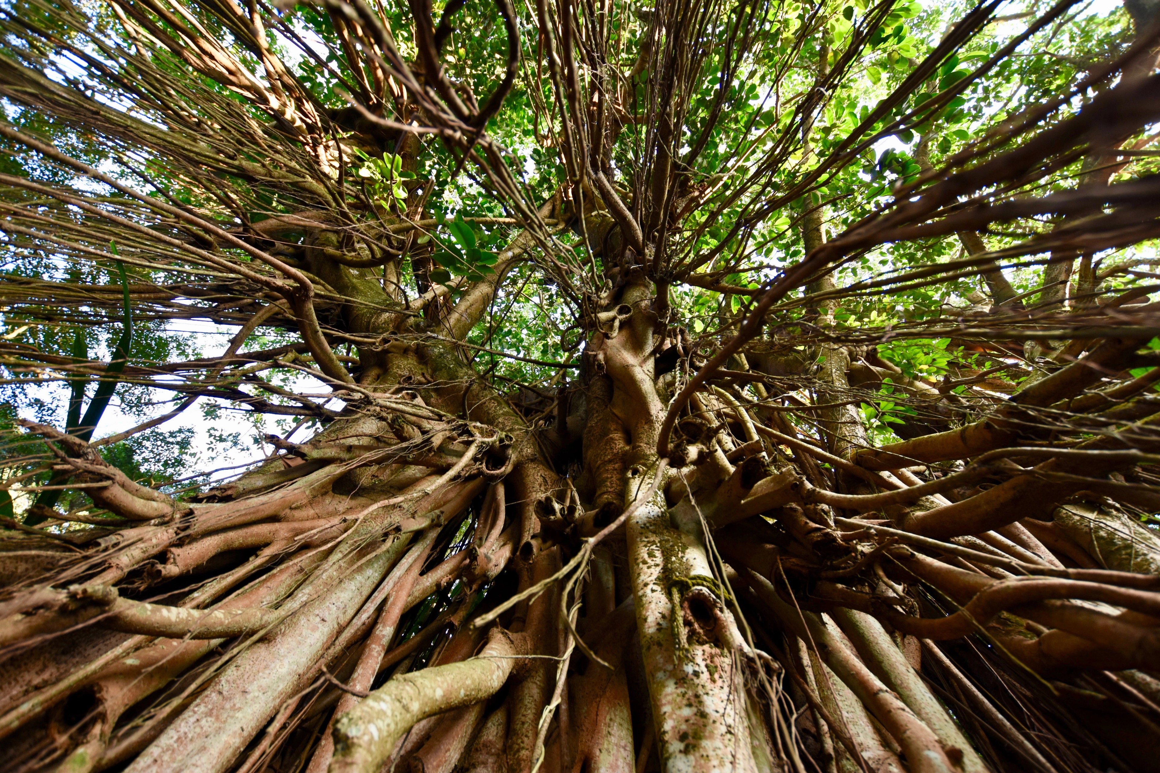 Intertwined tree roots spread around a thick trunk.