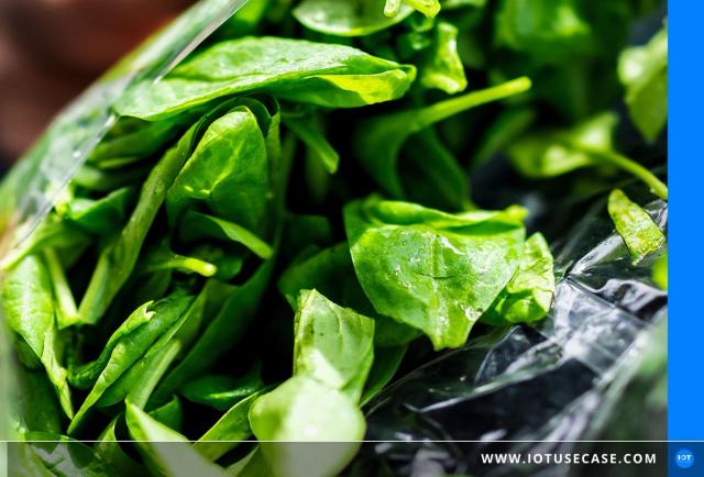 Fresh green leaf salads as packaged food, processed on a line from MULTIVAC connected via the Azure cloud from Microsoft