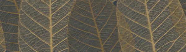 Herbarium