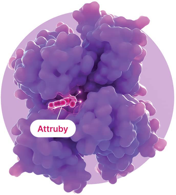 Illustration of Attruby® (acoramidis) stabilizing the transthyretin (TTR) tetramer