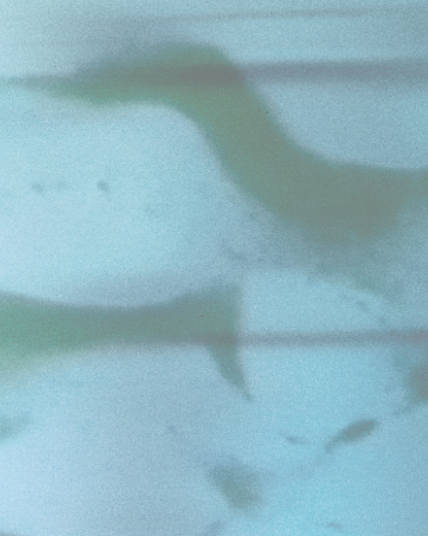 Manta Images 1