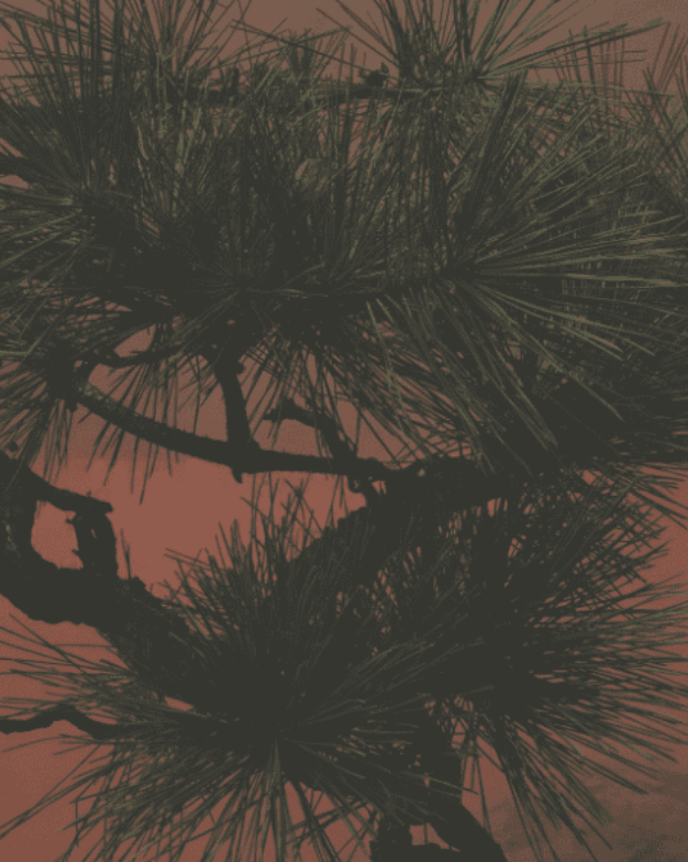 Fosforo Image 1