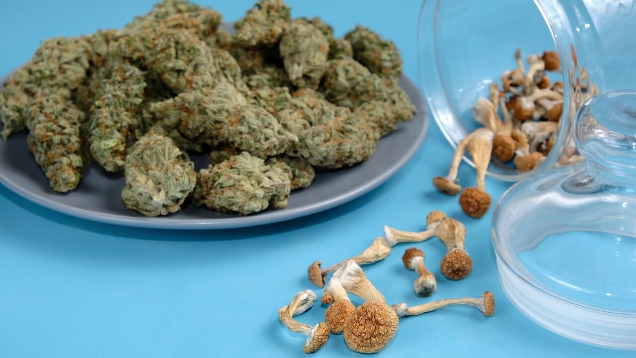 mushroom vs weed