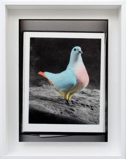 El Loro Desnudo | 2013 | Fotografía | 41 x 32 cm