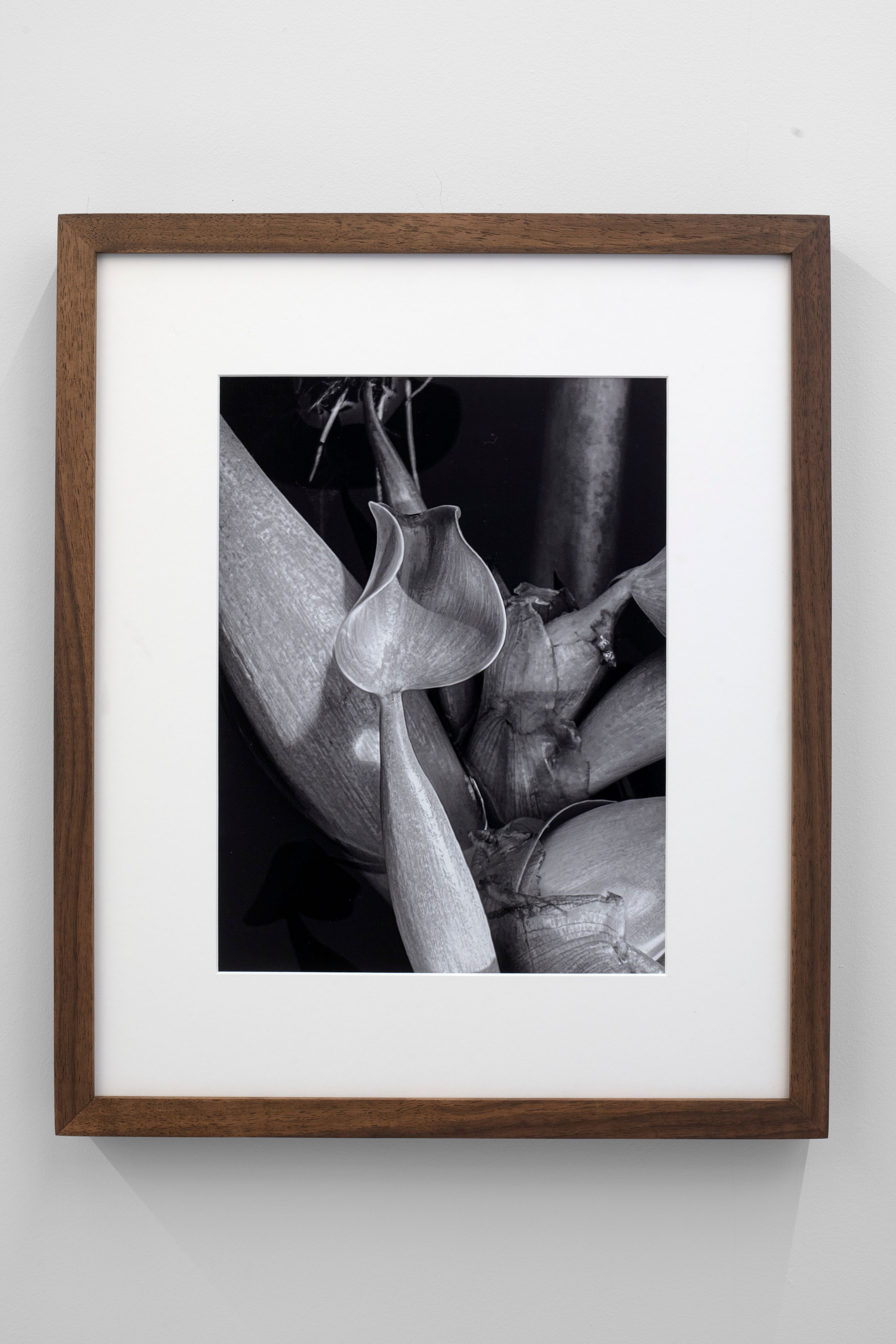 Héctor Zamora, "Delirio III", 2023, black and white photographic print. 46.3 x 38.8 x 4cm  (18.23 x 15.28 x 1.57inches)