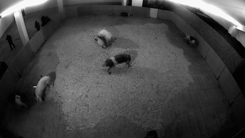 Cerdos devorando la península ibérica | Impresión fotográfica díptico | 124 x 220cm | 2013
